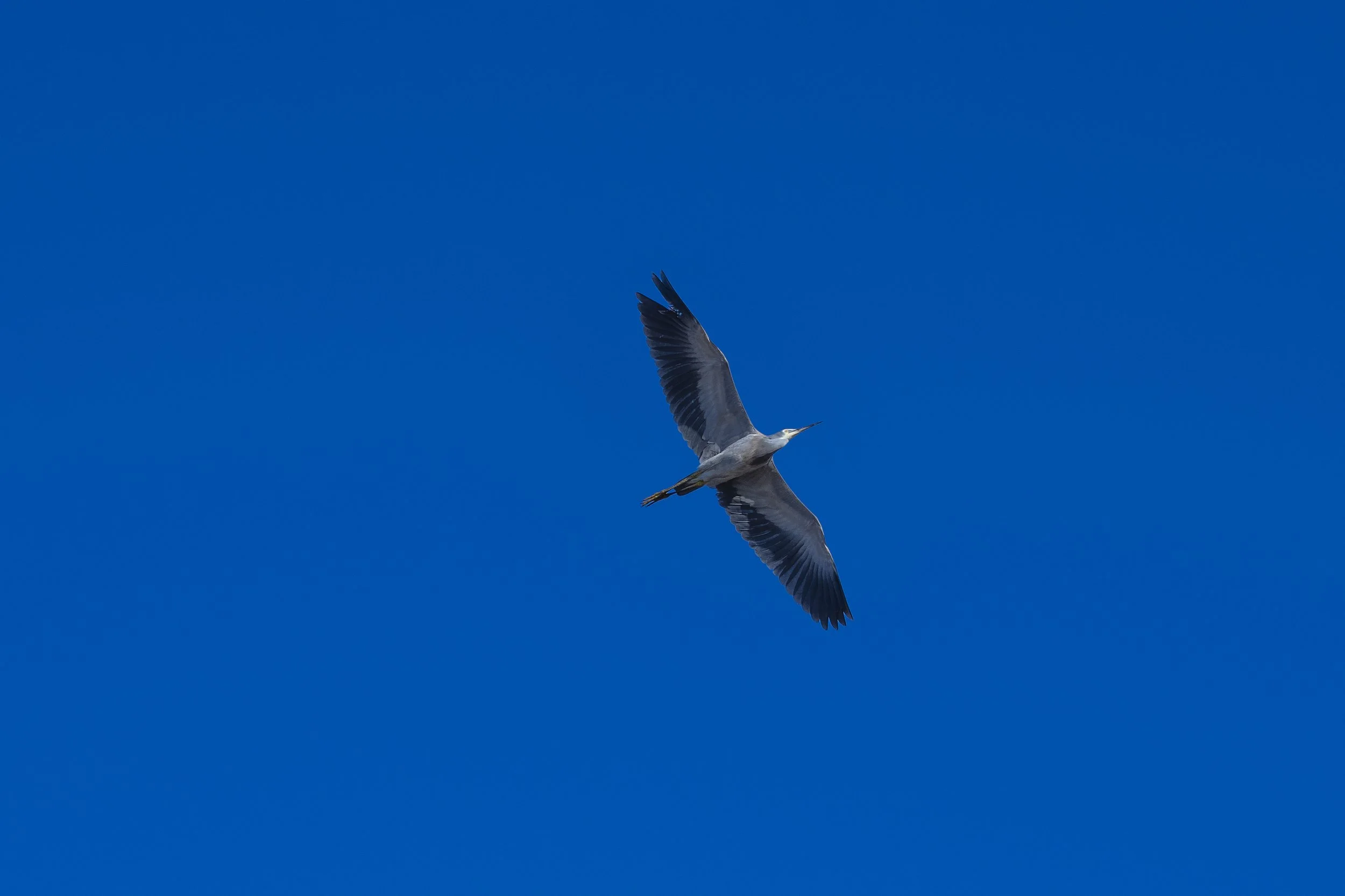 SCFauna-12.jpg