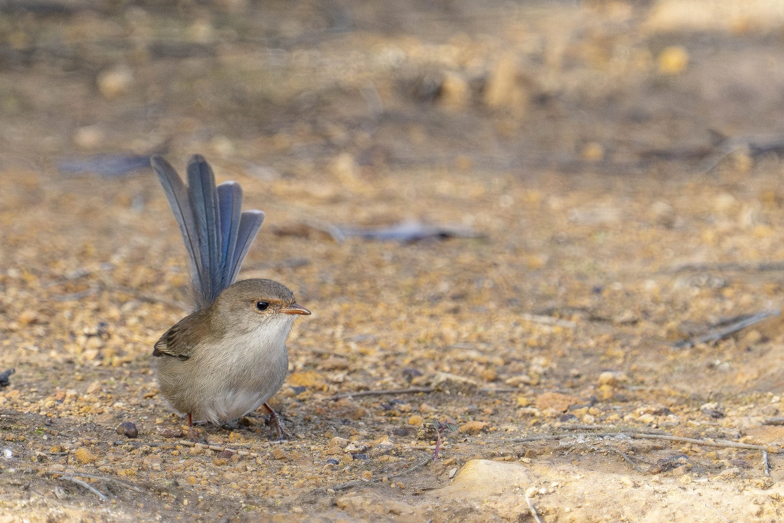 SCFauna-5.jpg