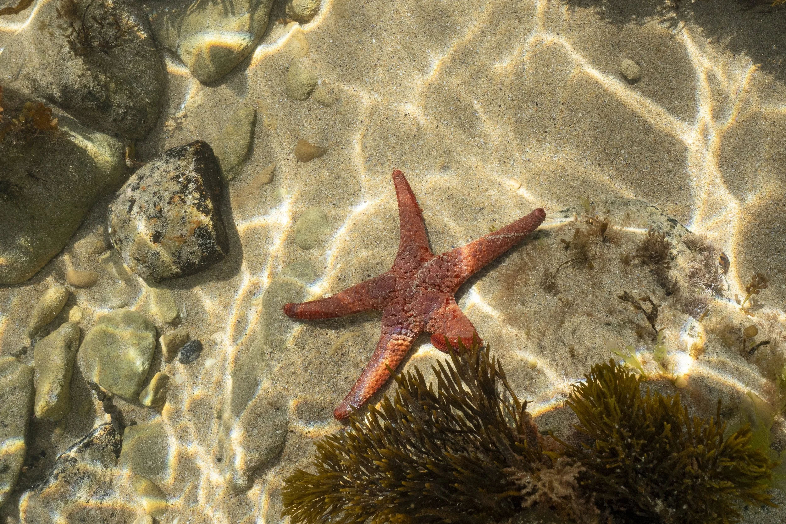 Surfcoast Seascape-32.jpg