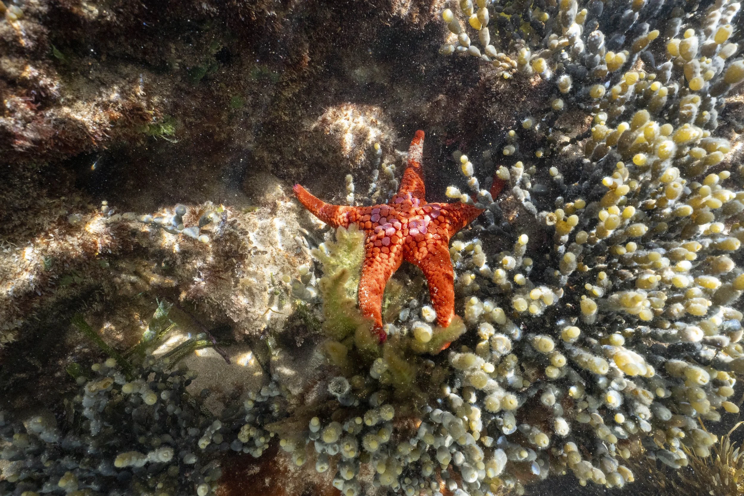 Surfcoast Seascape-34.jpg