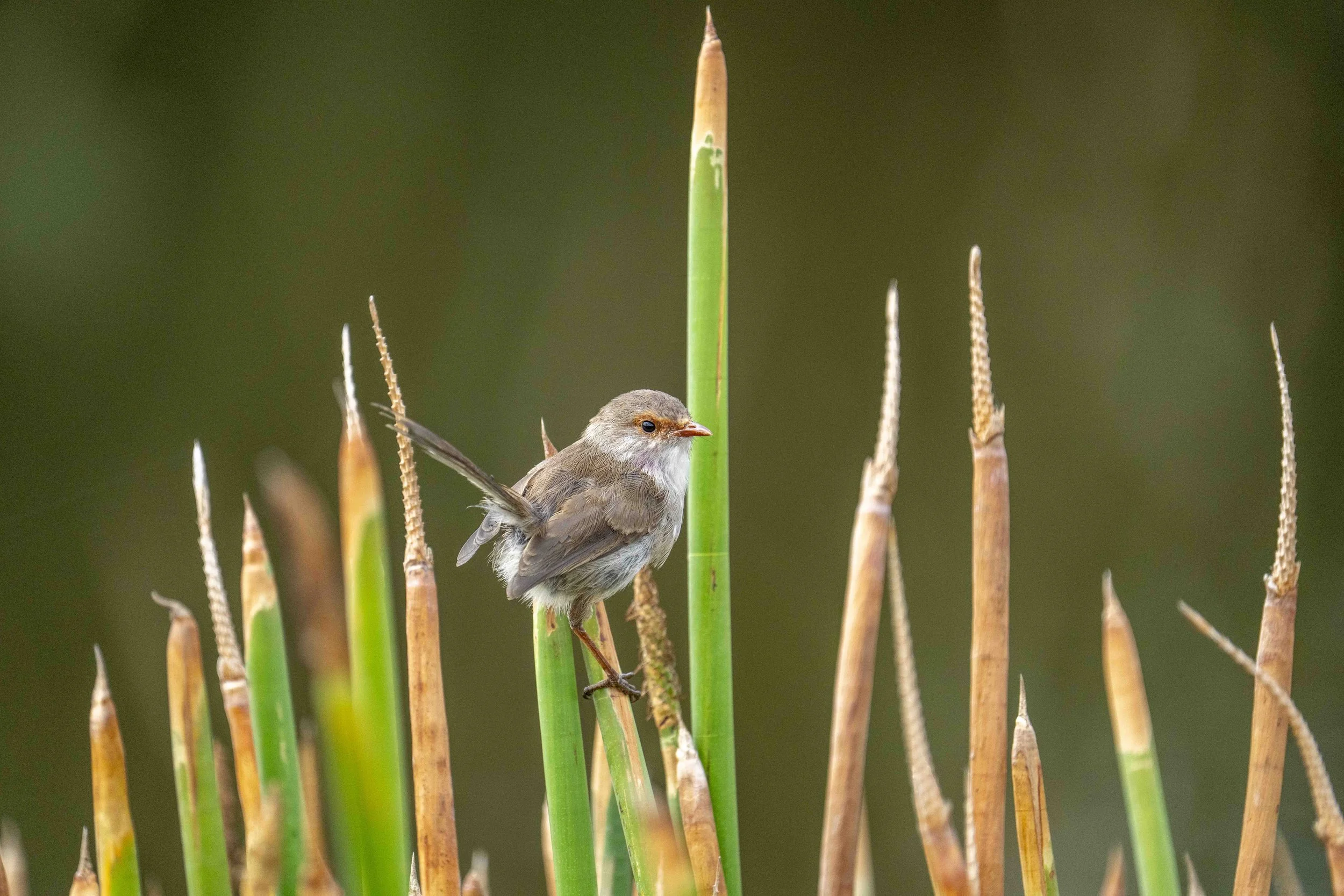SCFauna-7.jpg