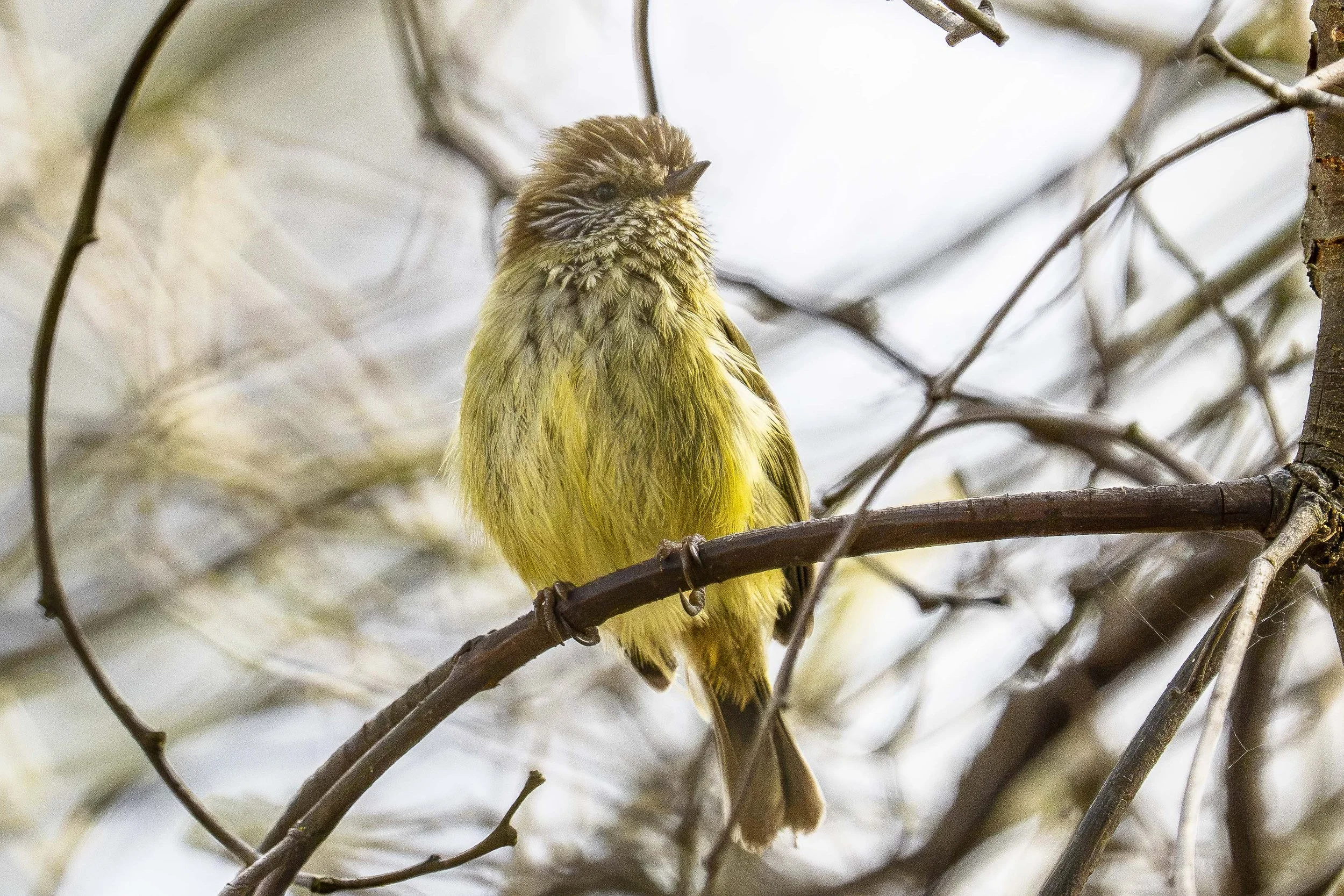 SCFauna-4.jpg