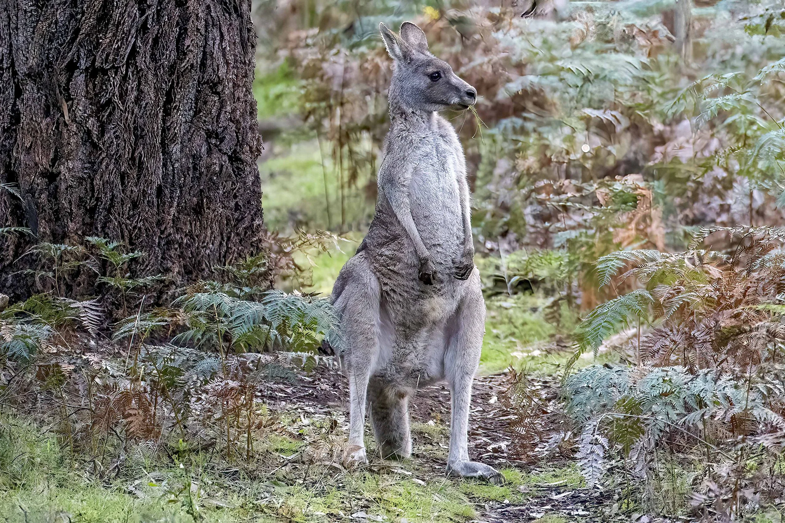 SCFauna-2.jpg