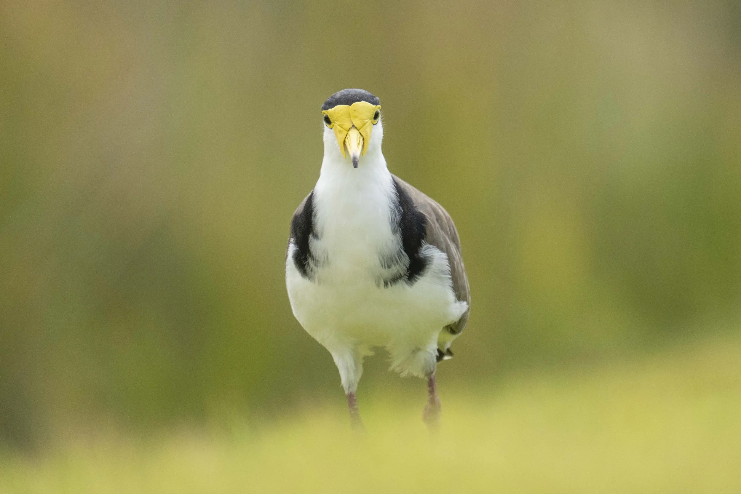 SCFauna-11.jpg