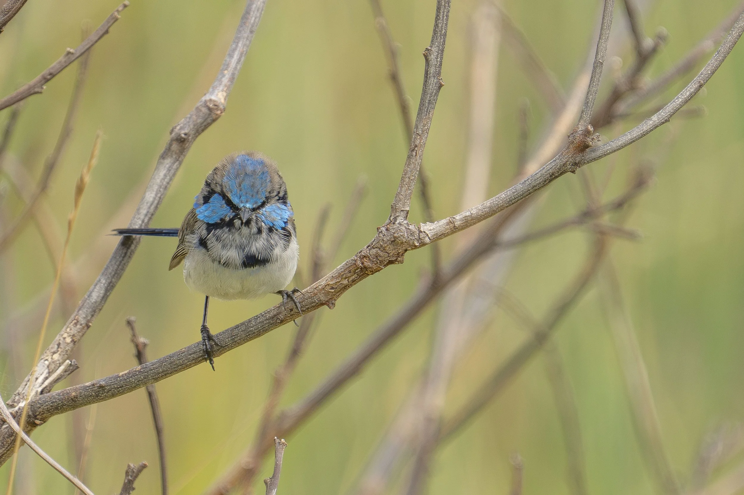 SCFauna-9.jpg
