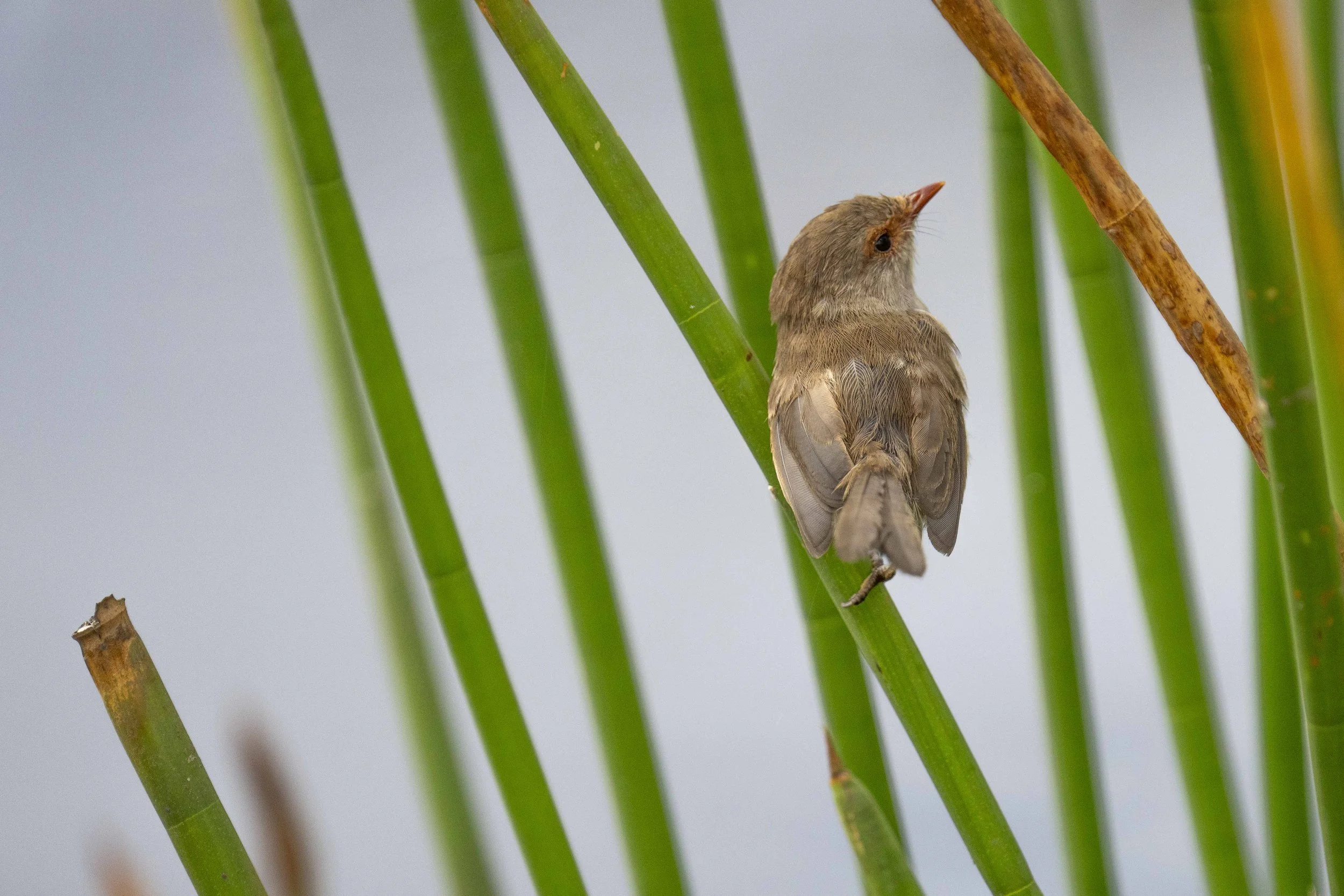 SCFauna-6.jpg