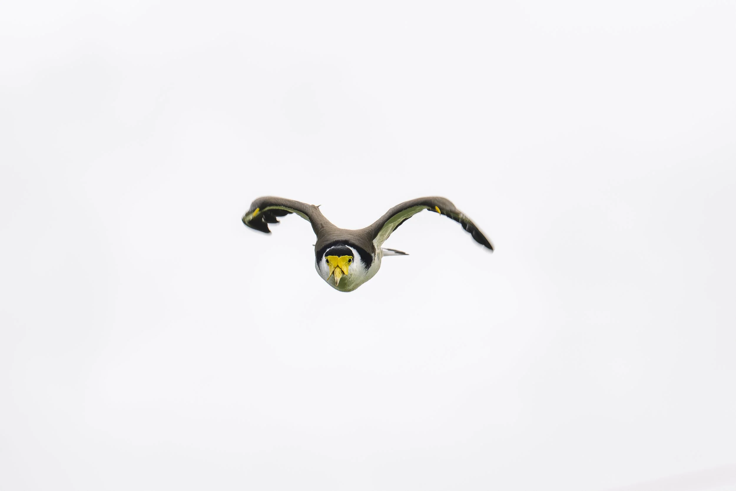 SCFauna-14.jpg