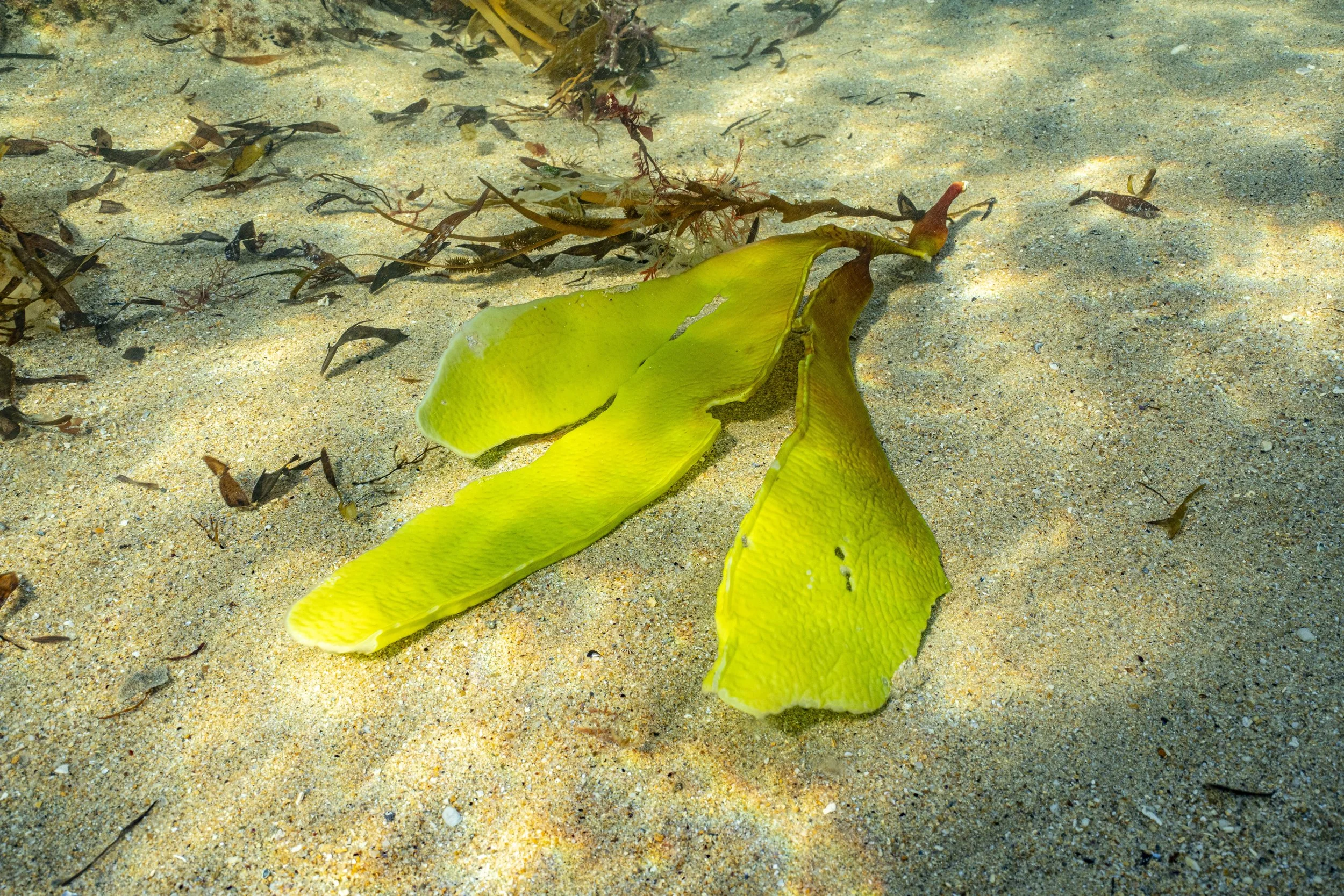 Surfcoast Seascape-60.jpg