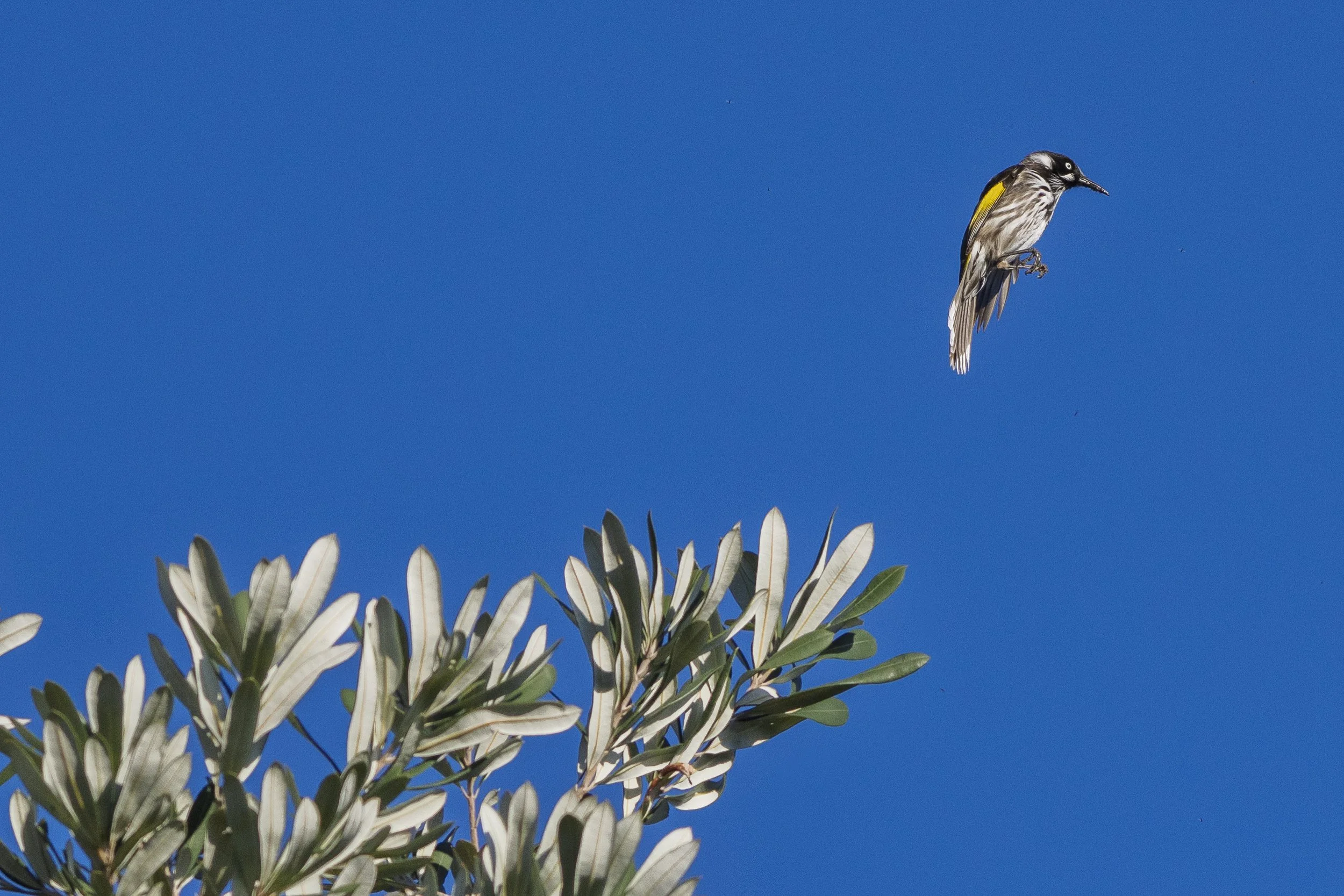 SCFauna-13.jpg