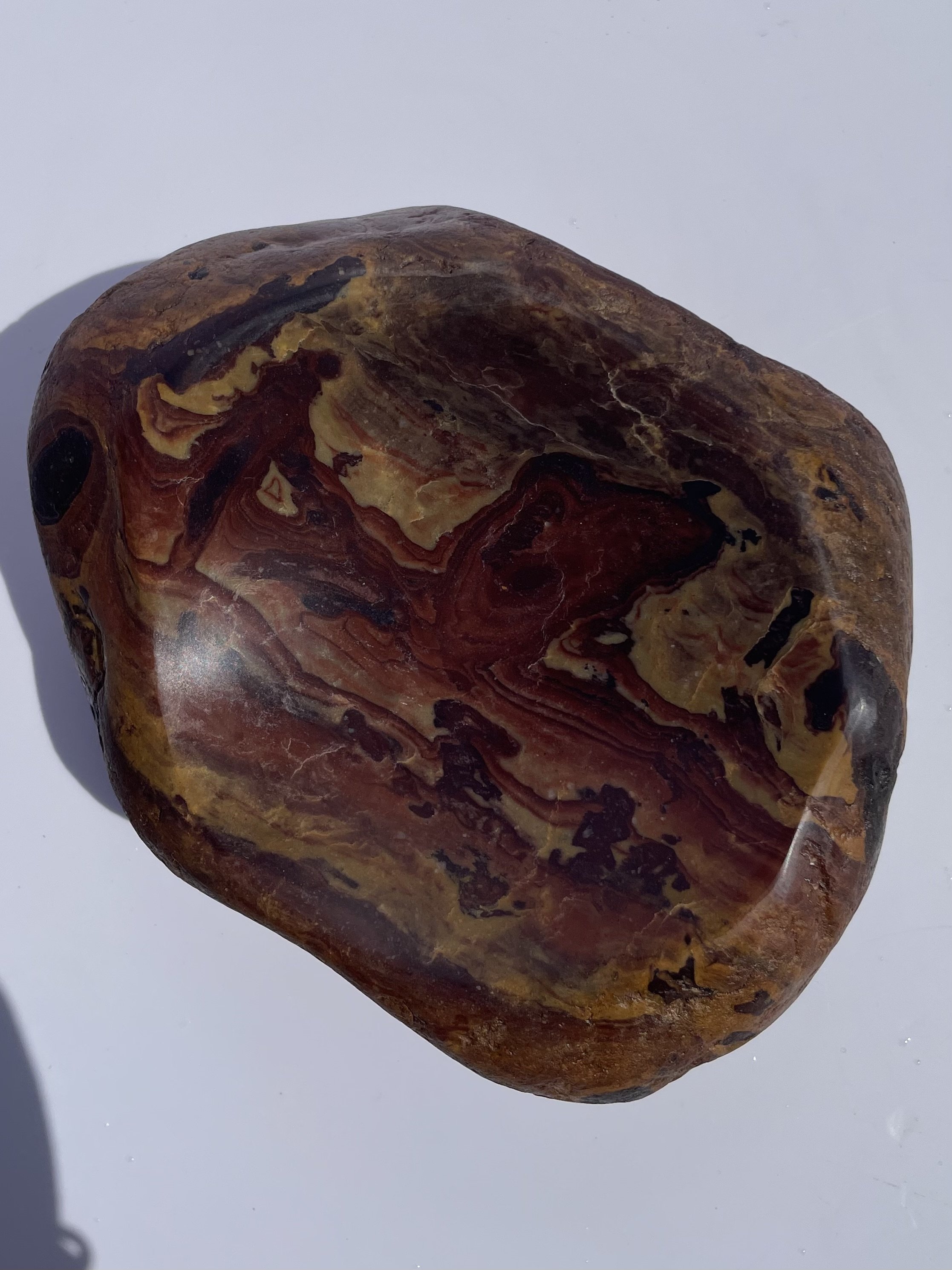 tasmanian jasper