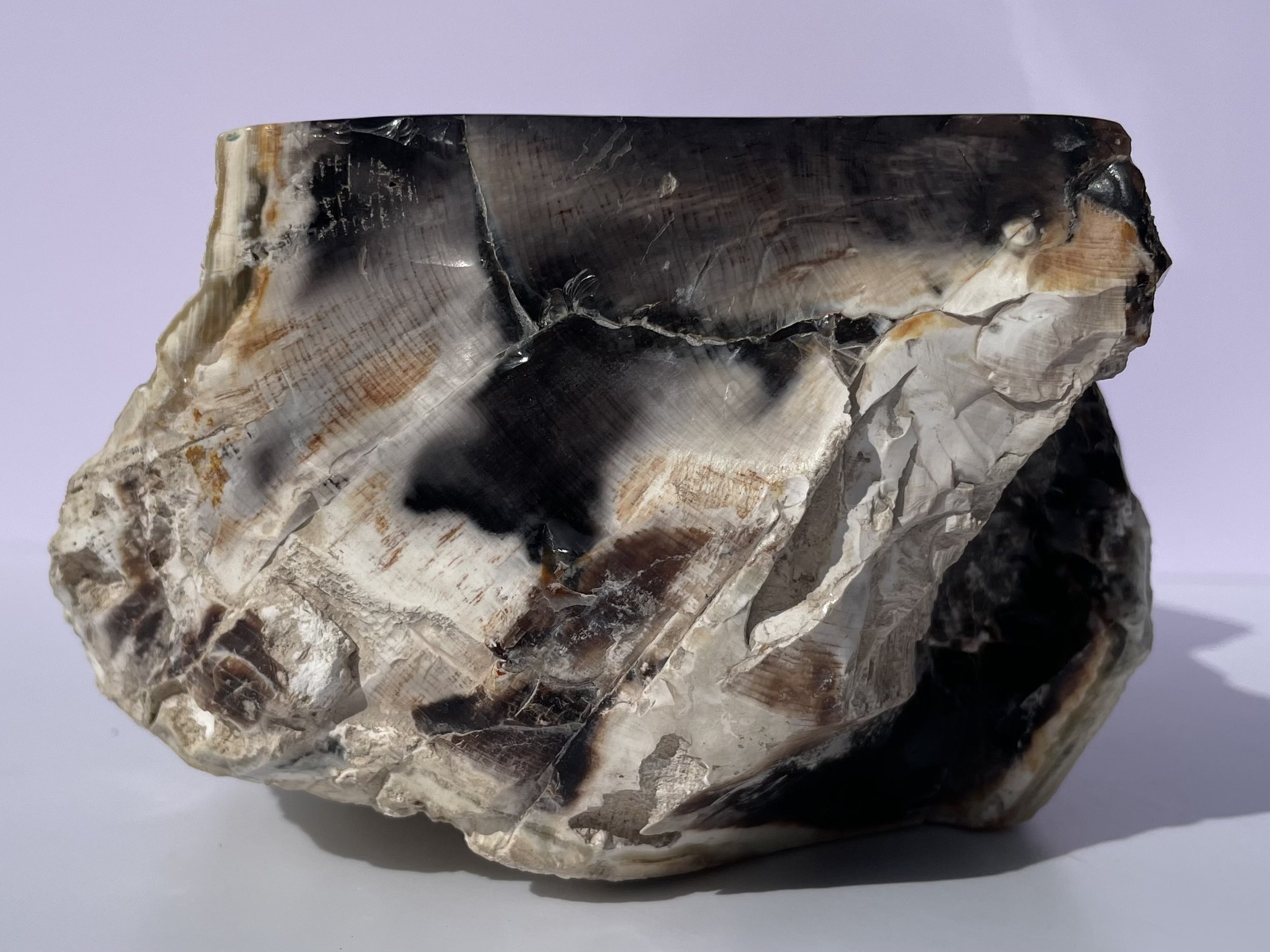 tasmanian opalized wood