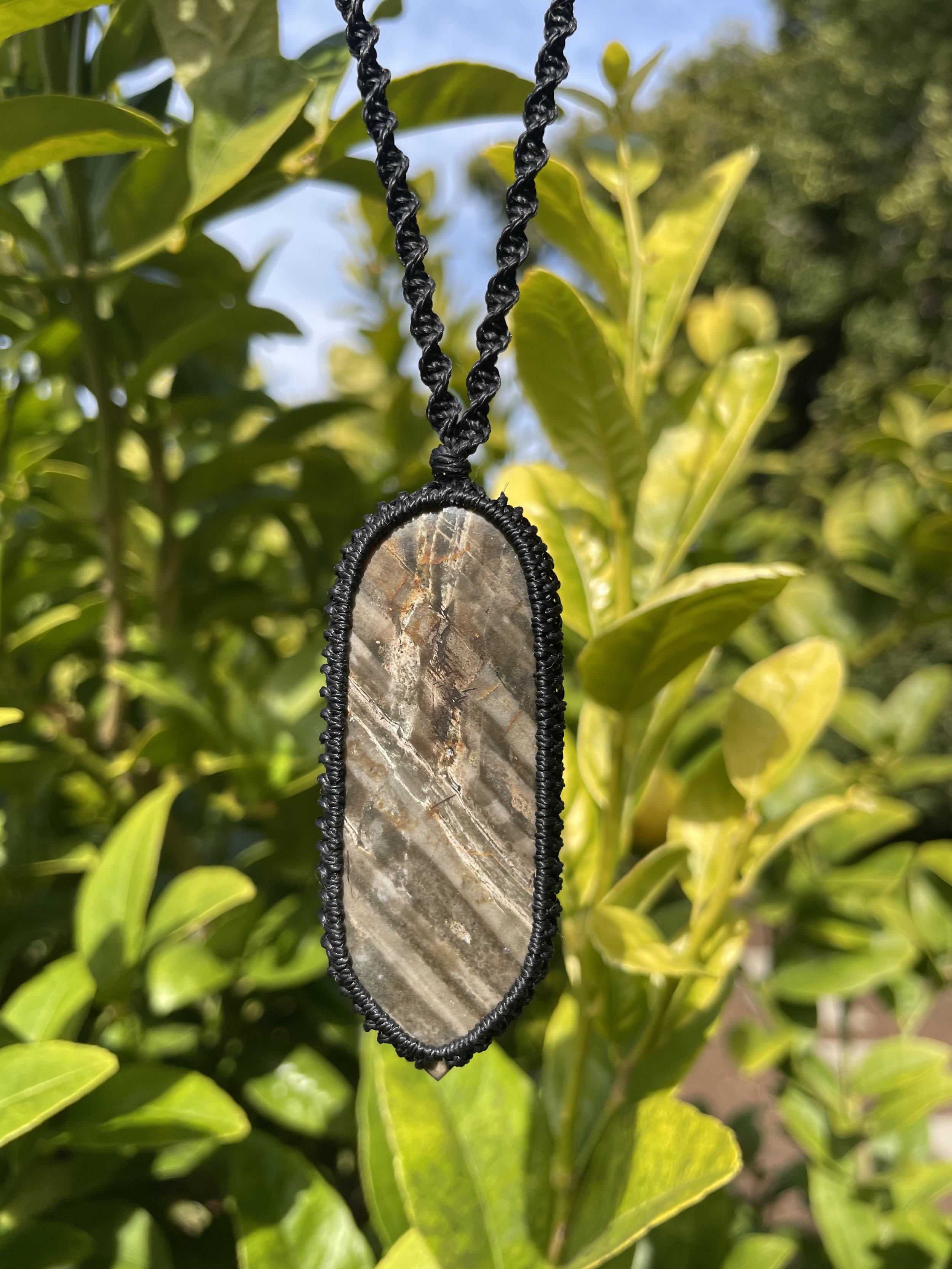 tasmanian petrified wood