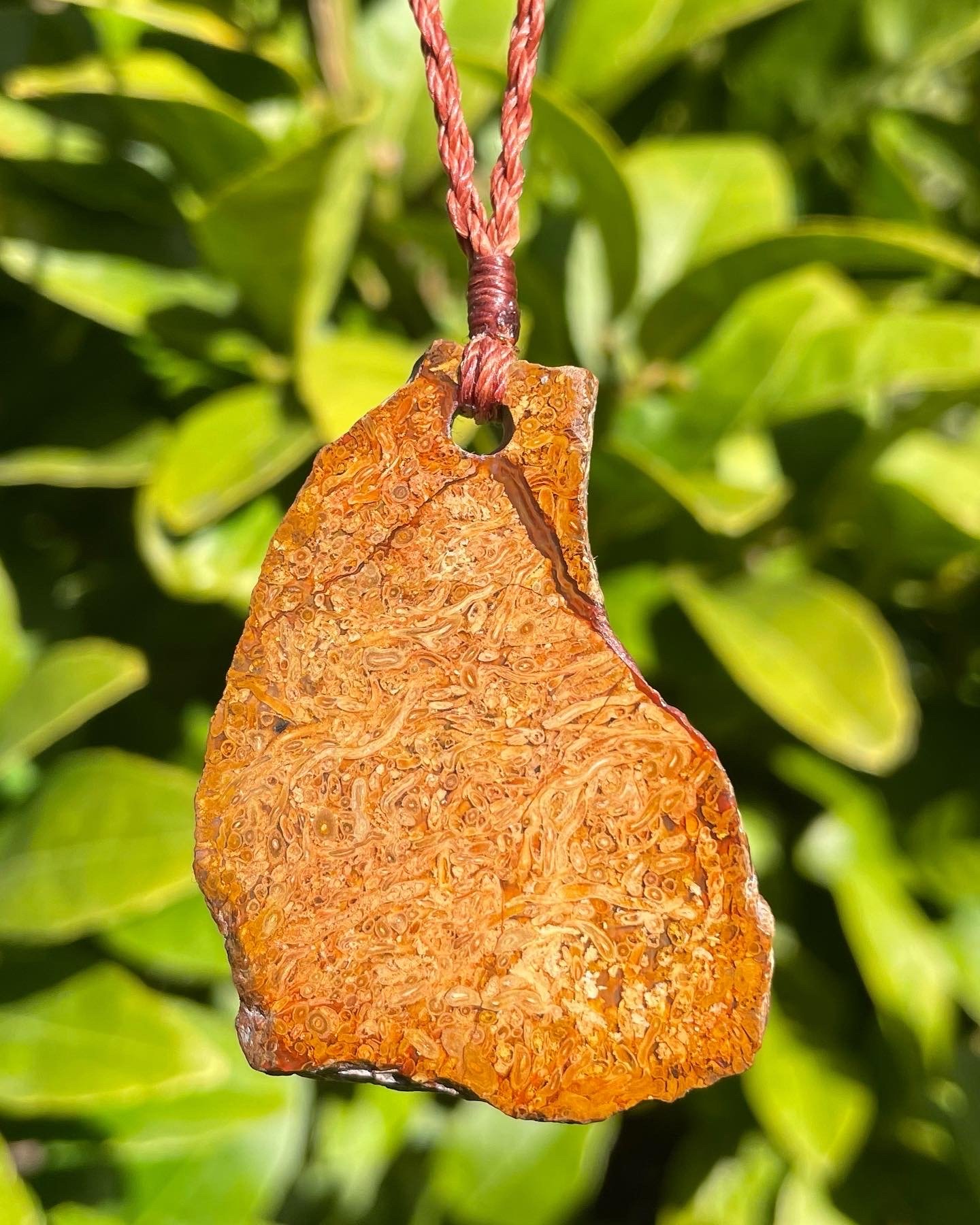 tasmanian petrified fern