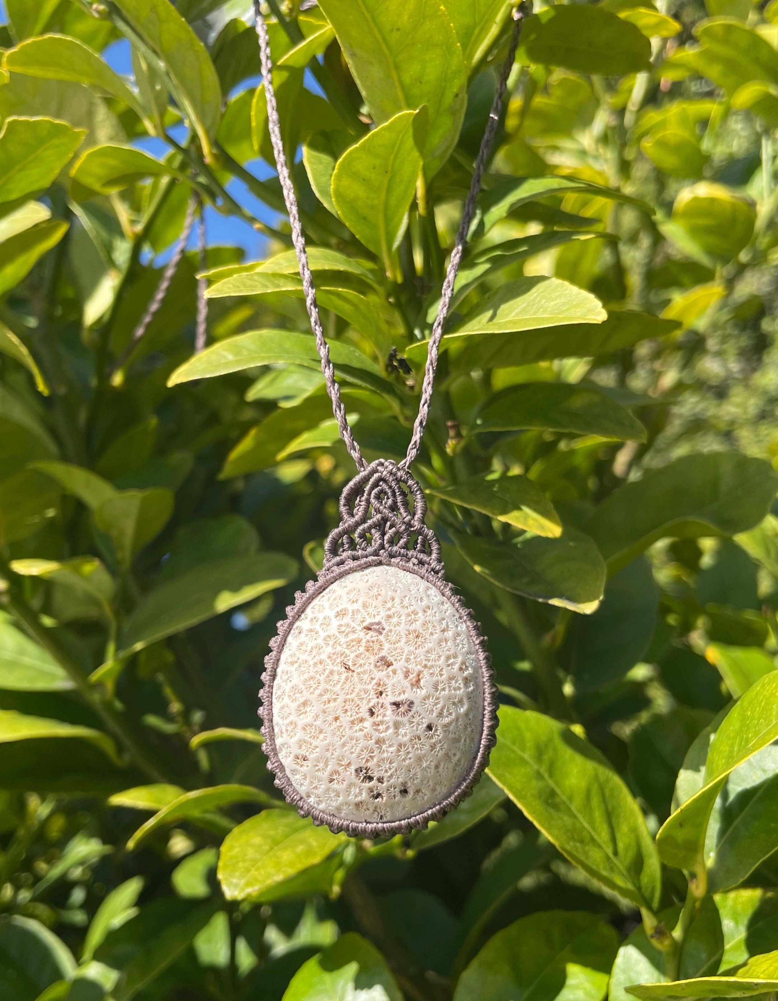 tasmanian fossilized coral