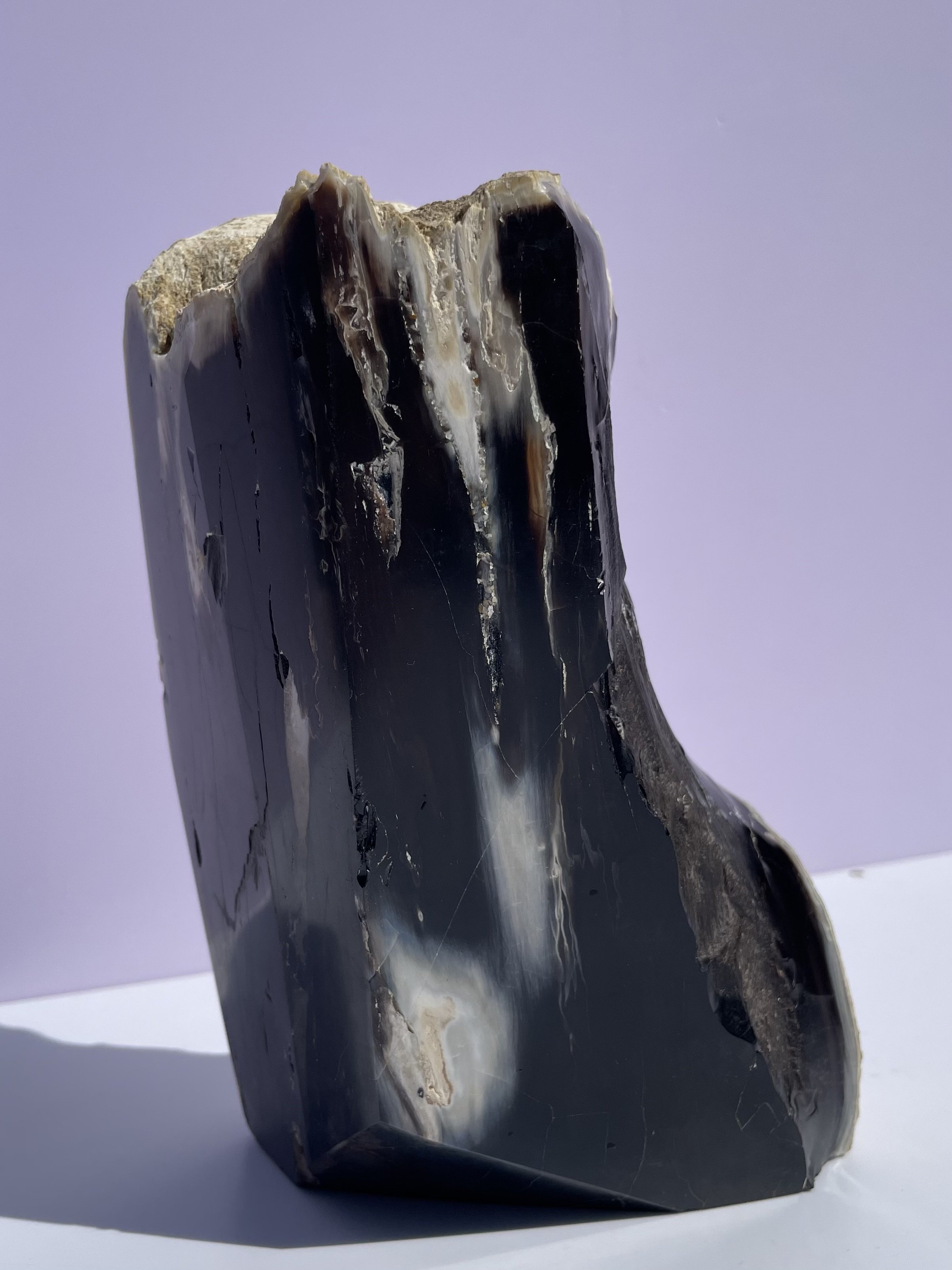 tasmanian opalized wood