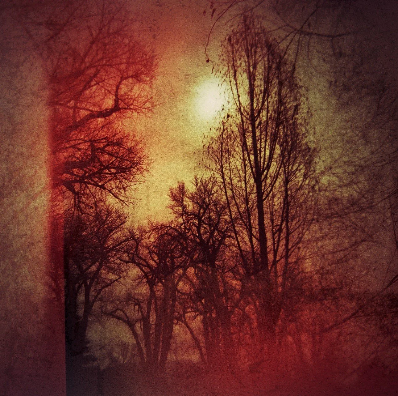 Park trees.jpeg