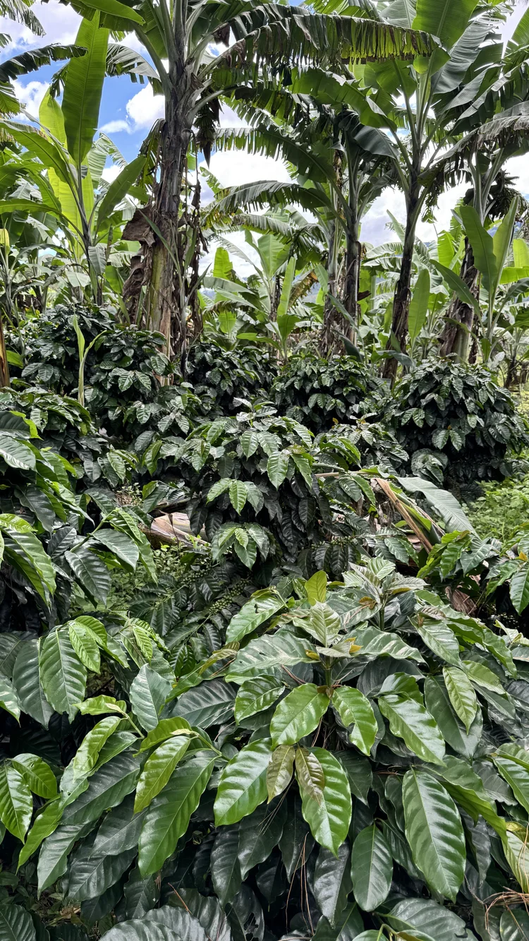 Cafetales junto a plantas de plátano, en una fotografía de Café del Imperio