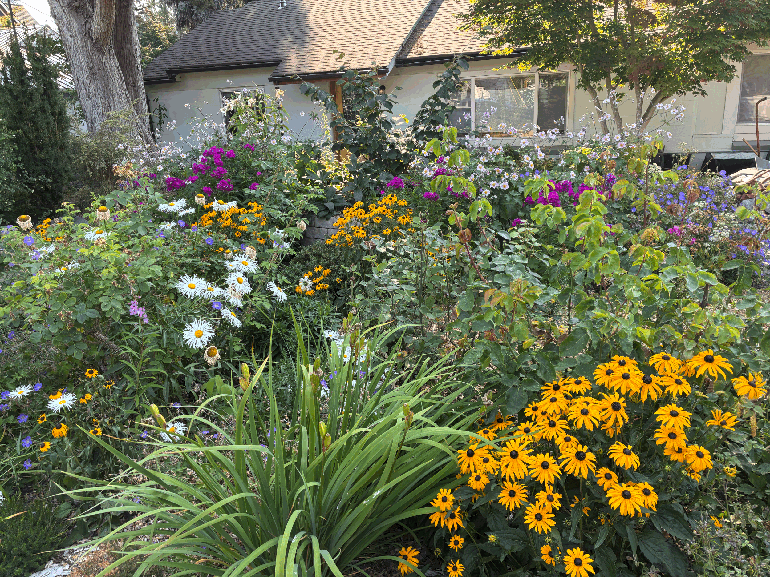 Summer Color in the Garden