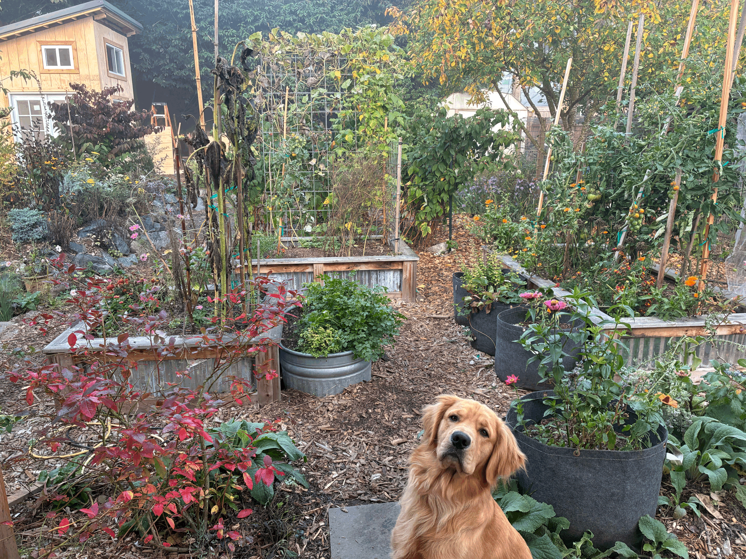 The Best and Worst of This Year’s Edible Garden