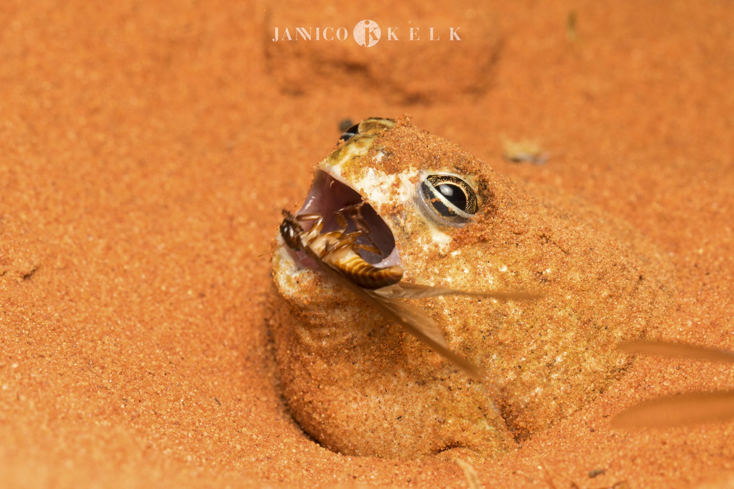 Kelk_J_TerrestrialWildlife_FeedMe.jpg