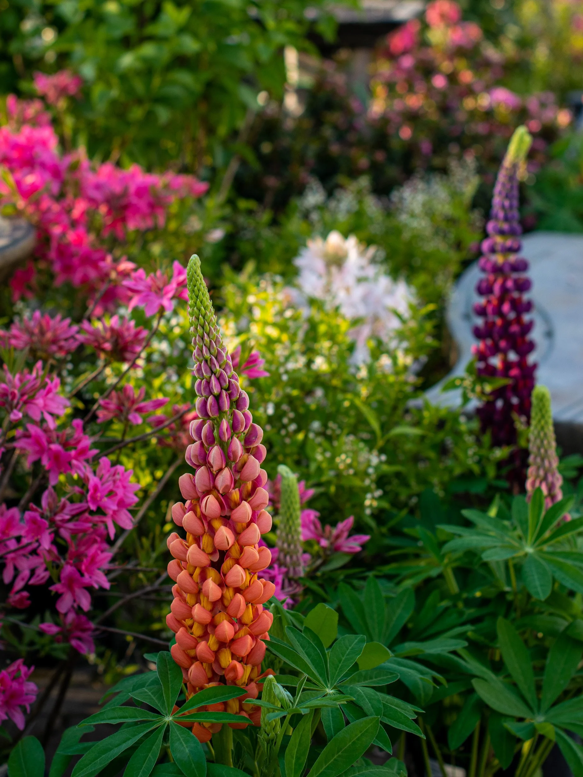 dinter.springshoot-13.jpg