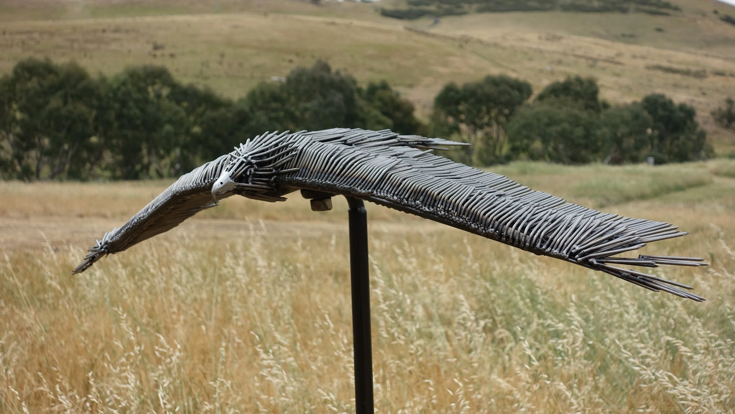 1.2m wide wedgetail eagle 