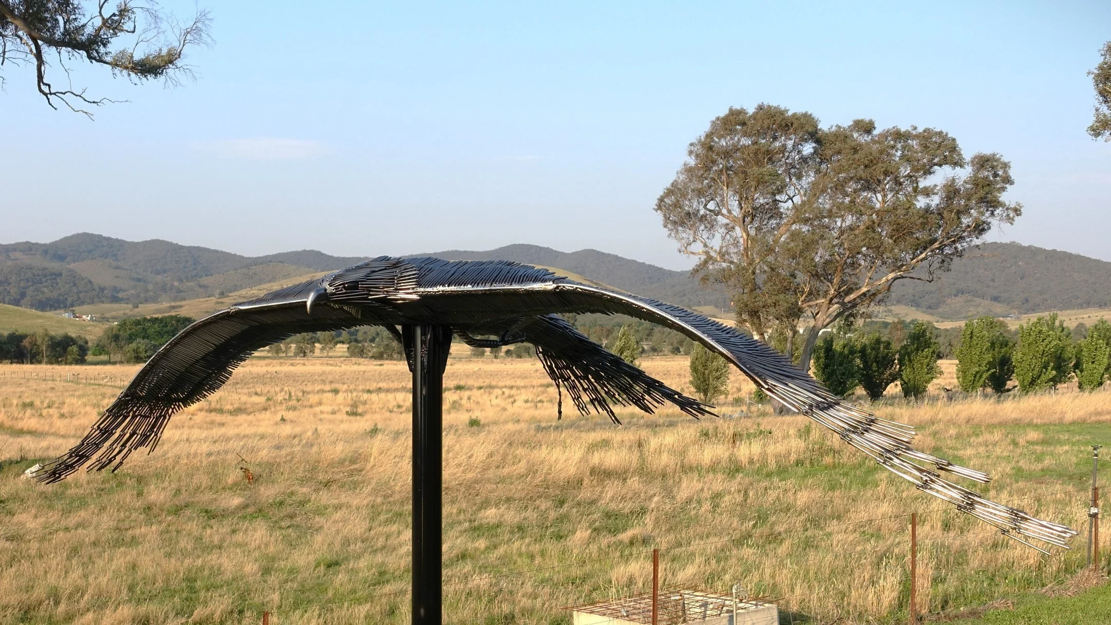 2.4m wide wedgetail eagle 