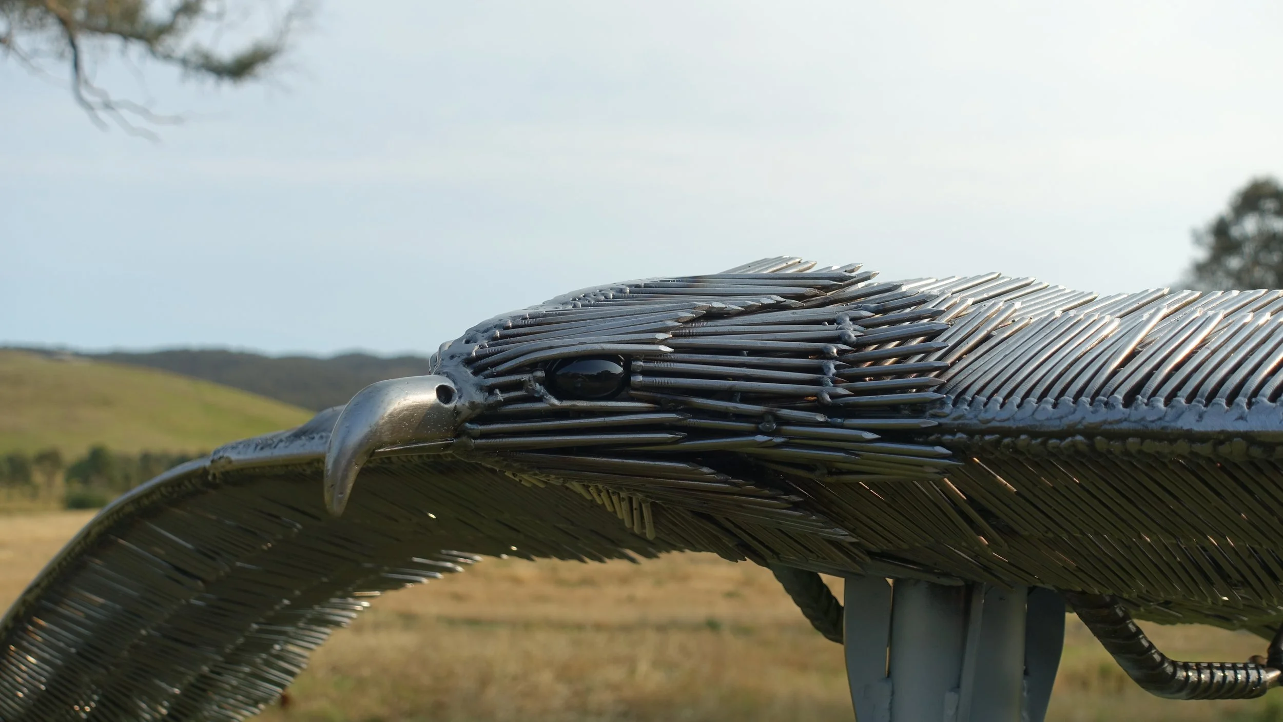 Close up of 2.4m wedgetail 