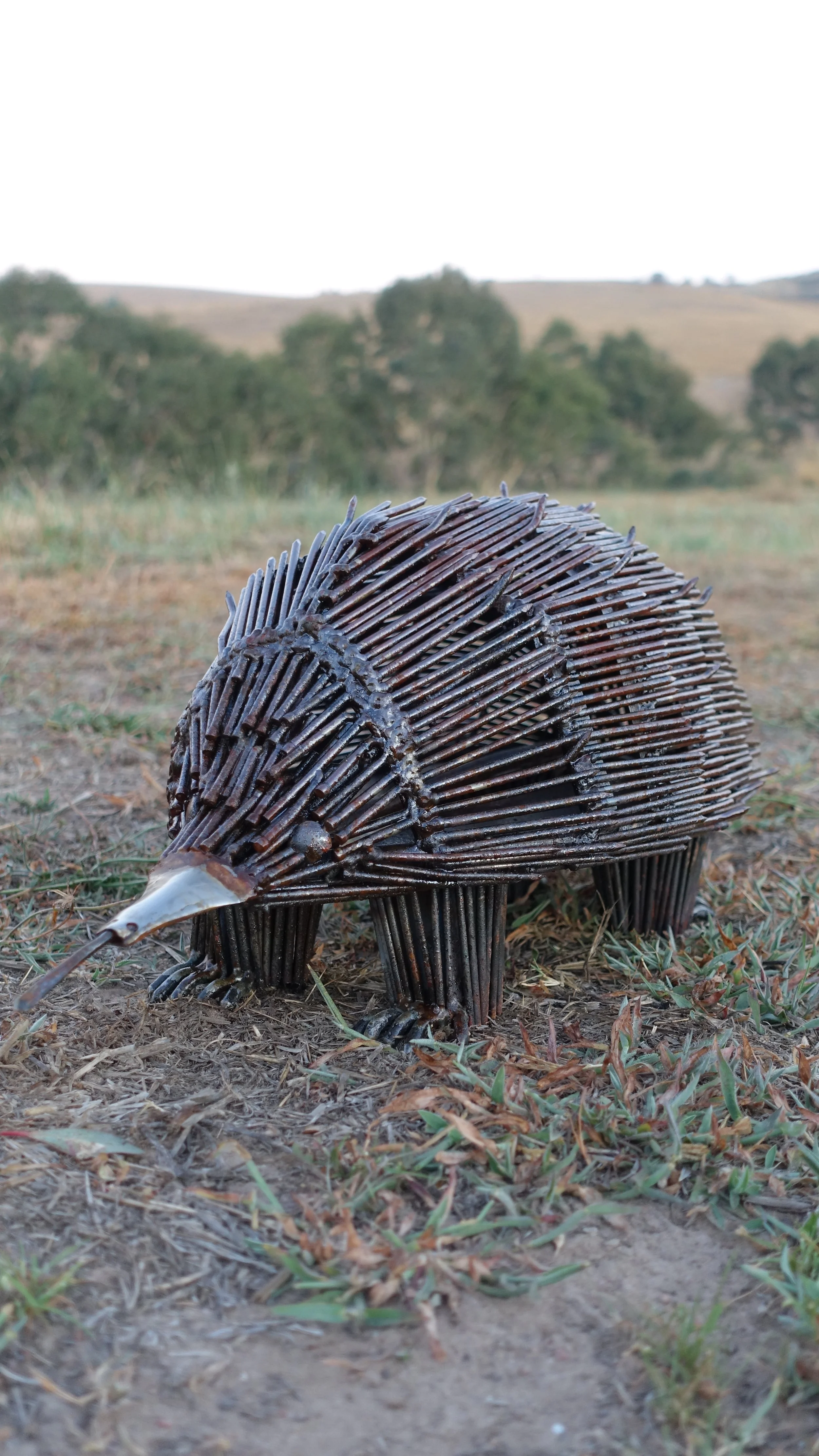 Echidna 