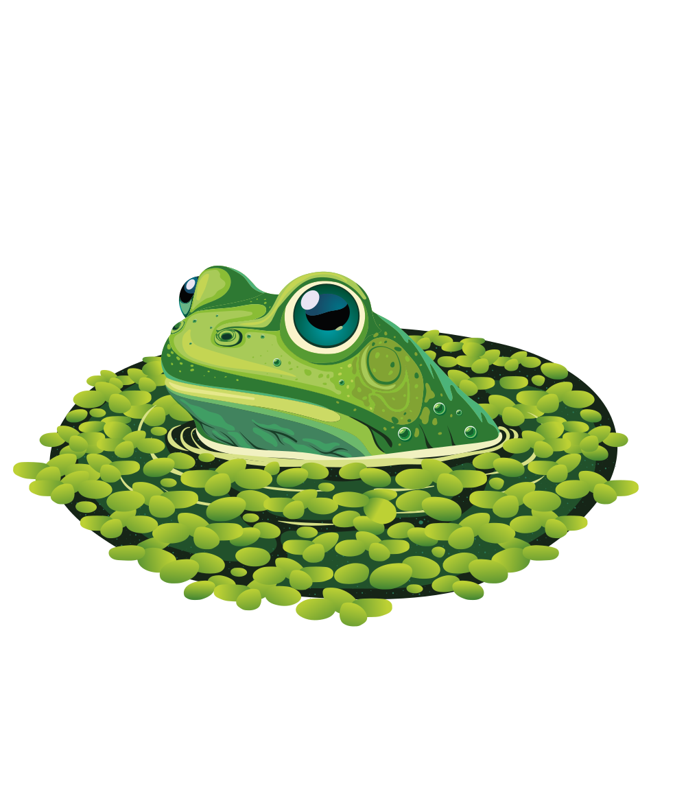 Cartoon illustration of a green frog peeking out from lily pads on a pond.