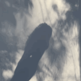87801A26-BD52-4D50-93C3-08721B93C516.GIF