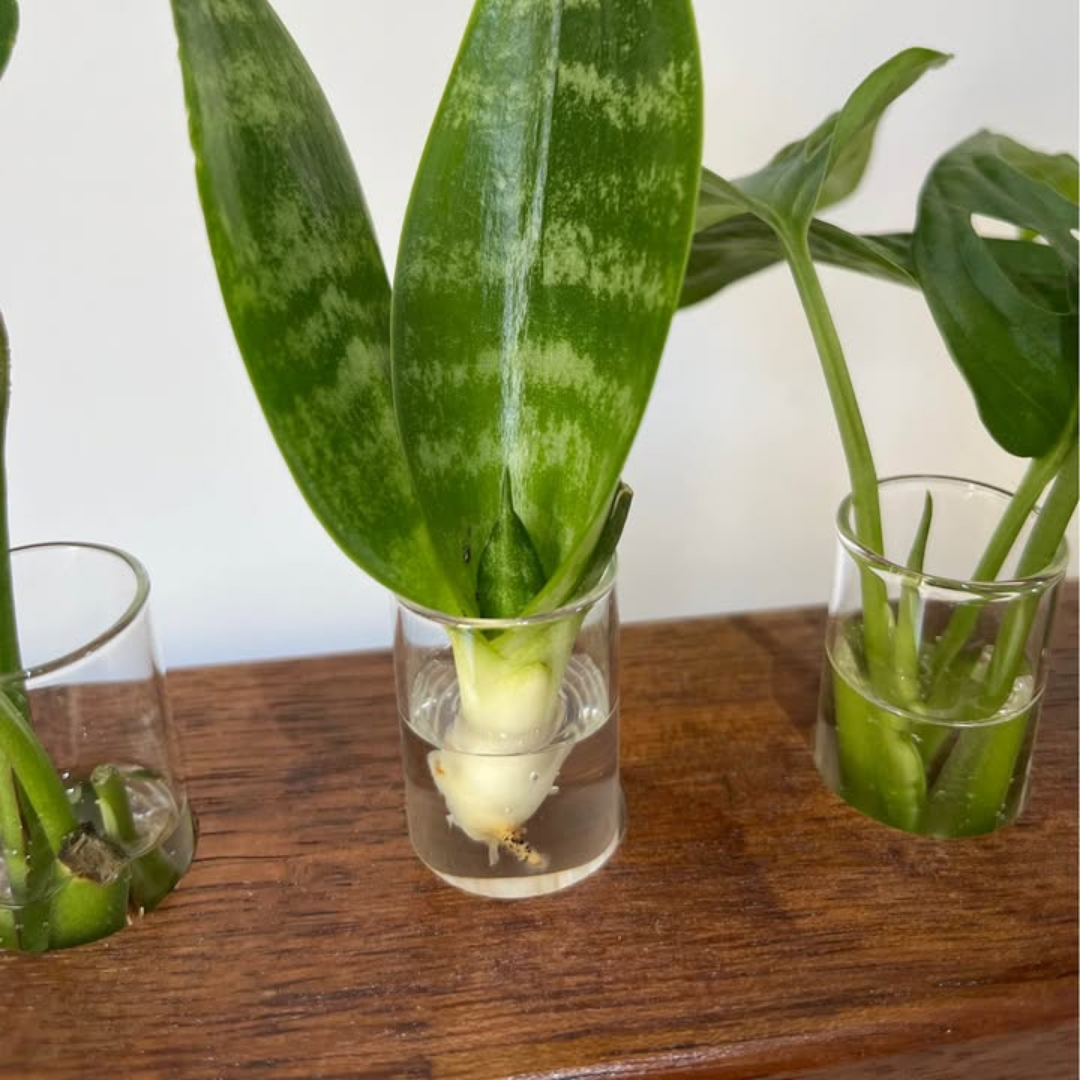 handmade woden propagation station five glass test tubes australian made (7).png
