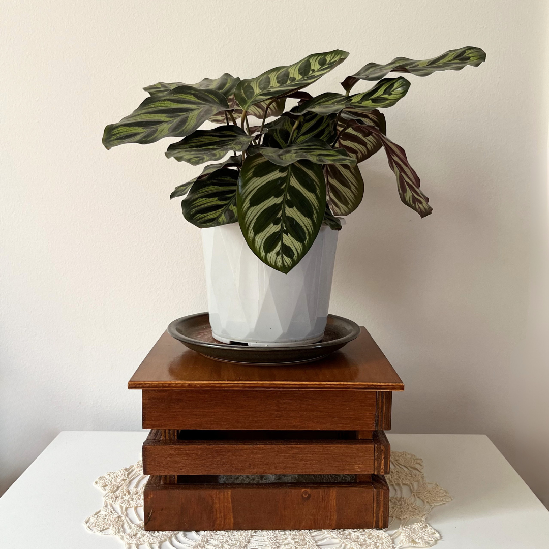 Handmade Wooden Plant Stand Market Display Crate (2).png