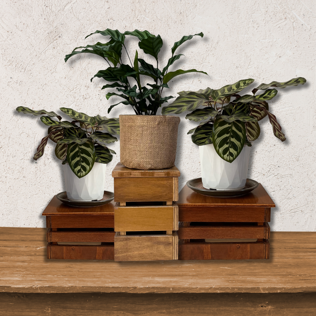 Handmade Wooden Plant Stand Display Crate Plywood Pallet.png