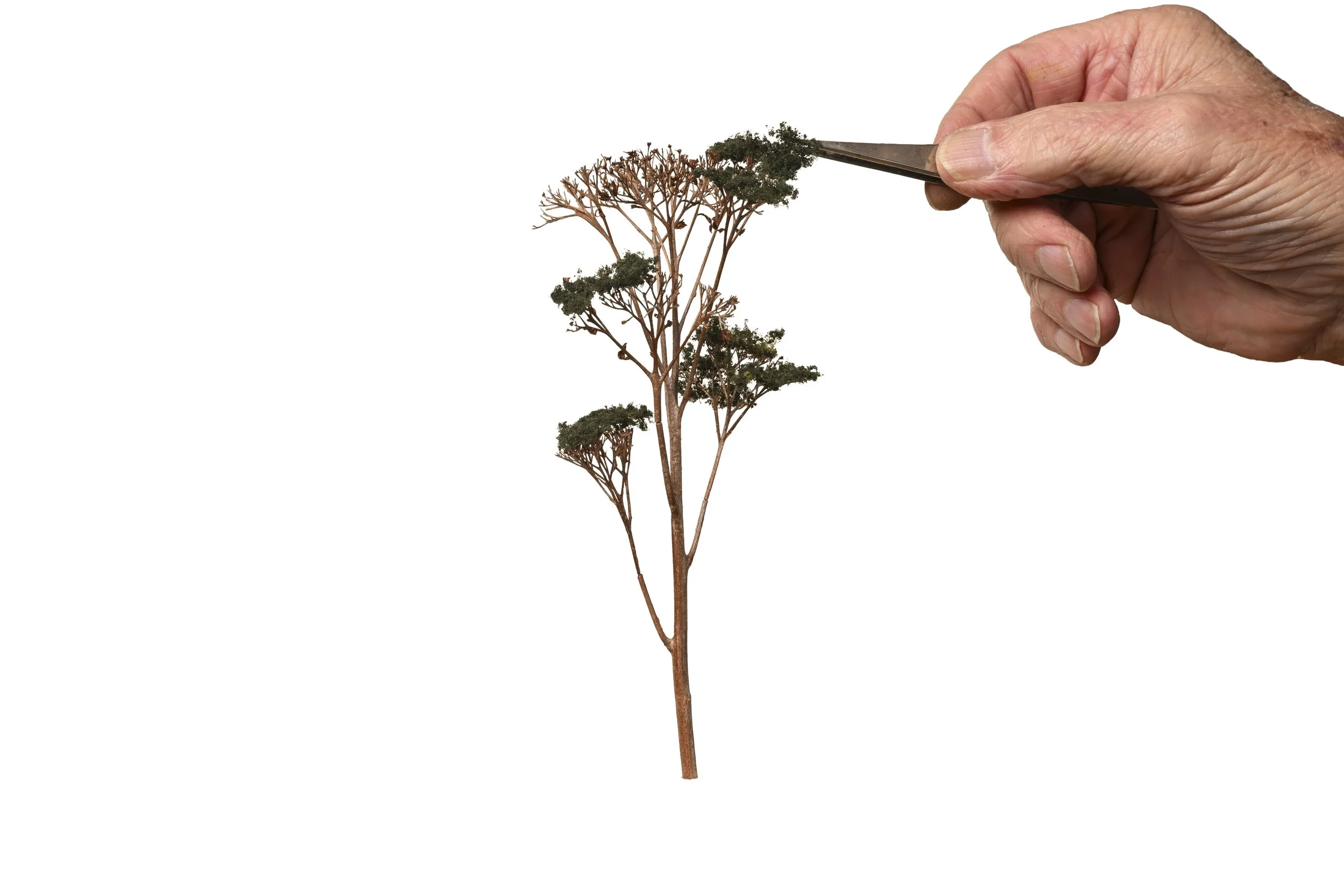 Sedum trees - How to in images