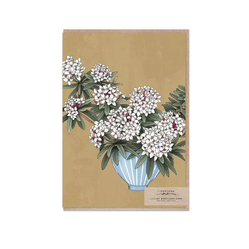 T2531_daphne_still_life_b.webp