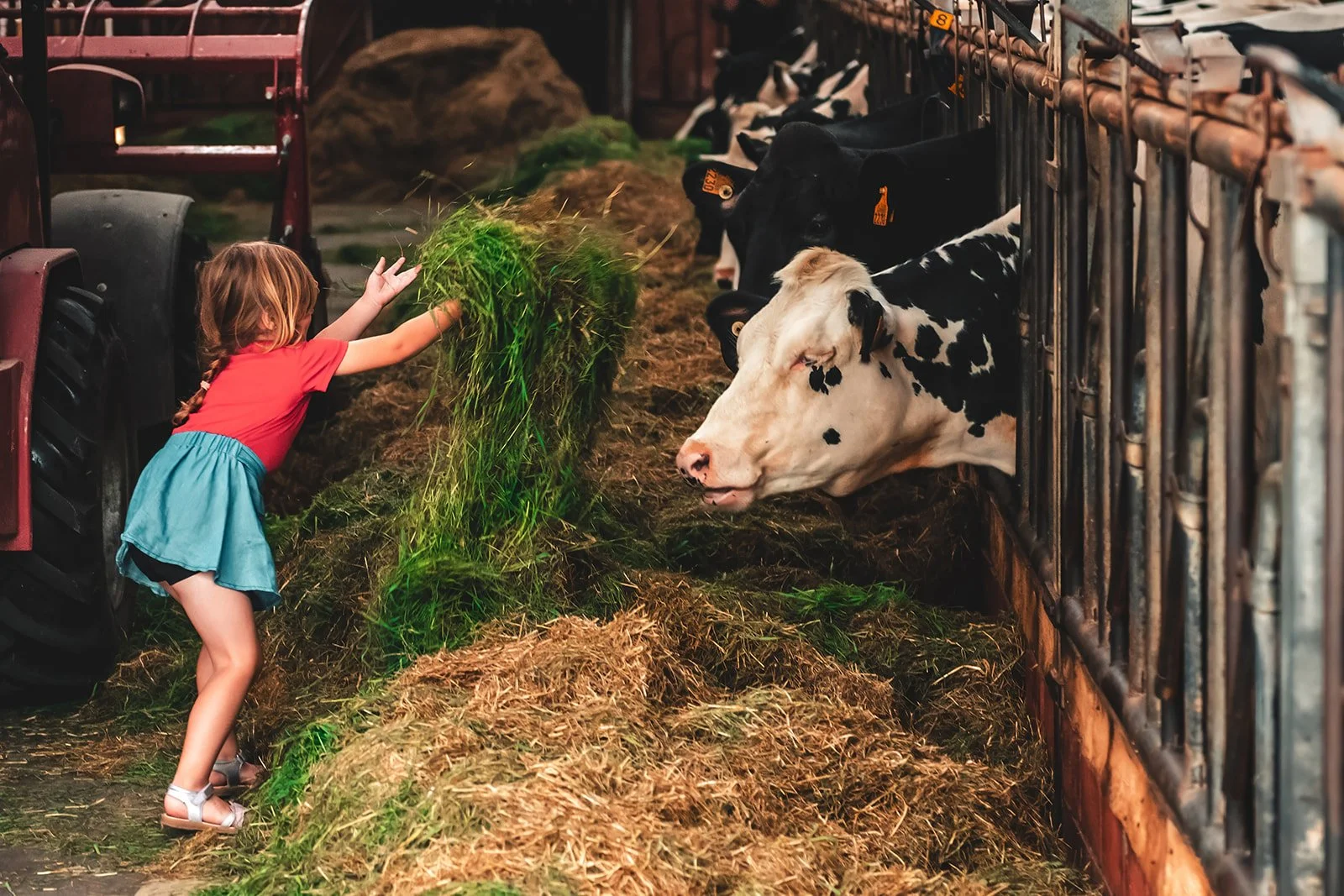 kinderfoto, koeien, boerderij, wuustwezel