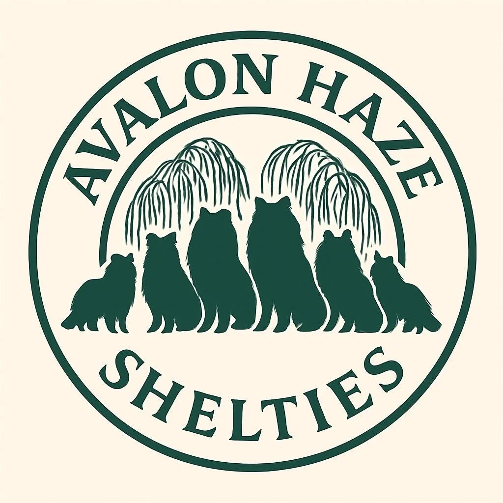 Avalon Haze Shelties