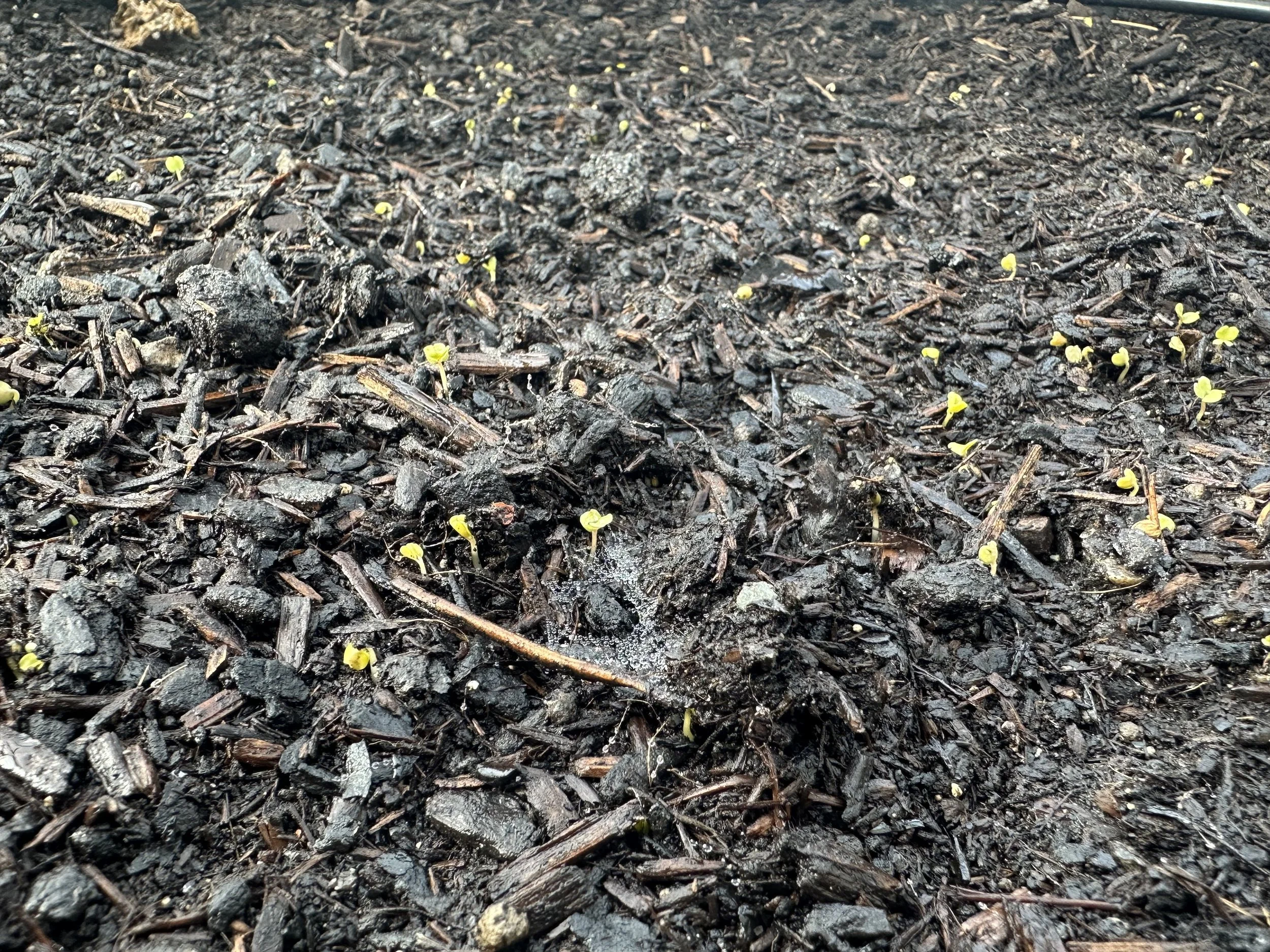 Kleine Rucula Pflanzen in der Erde