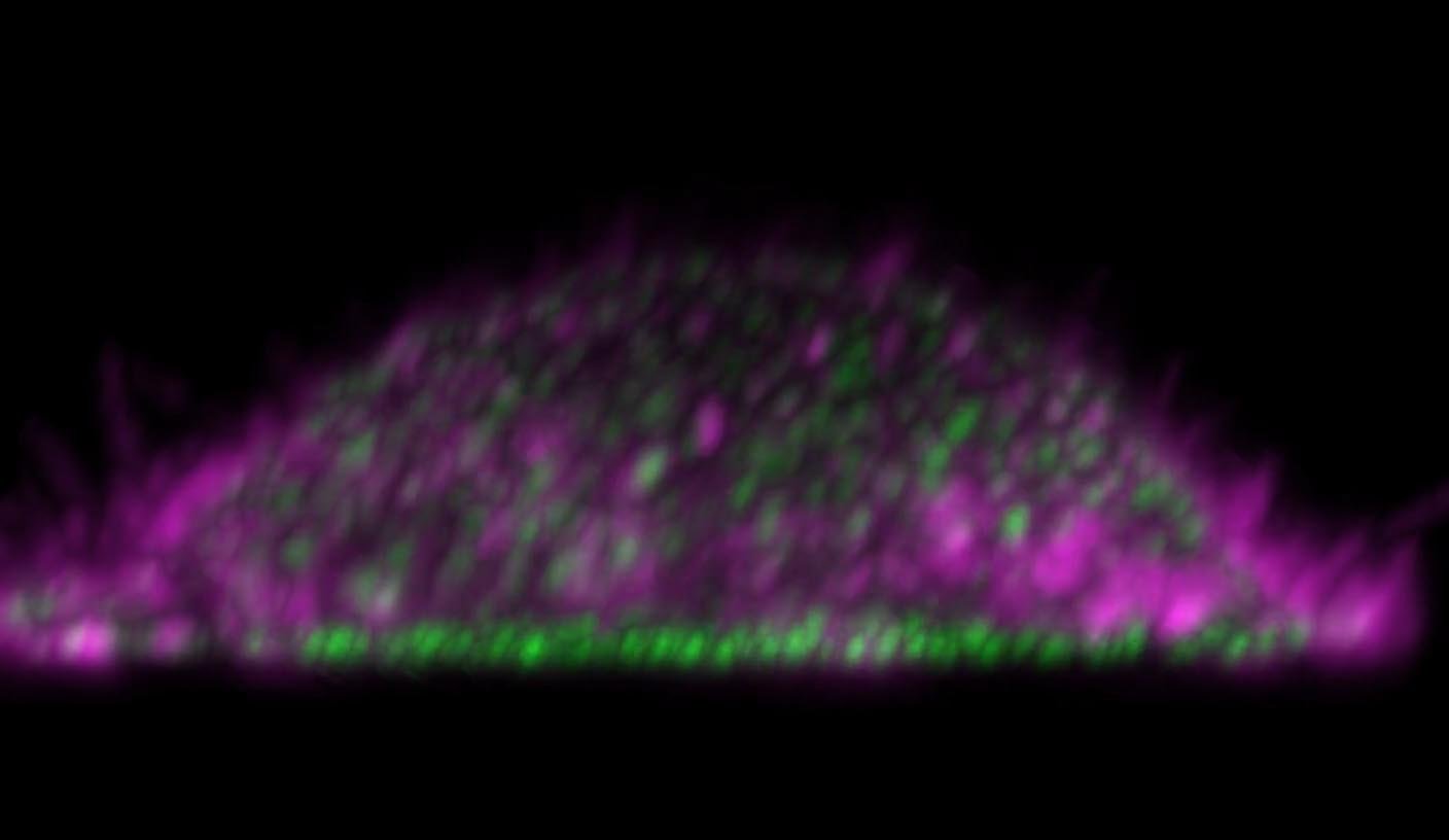 ALI CELLS copy.jpg