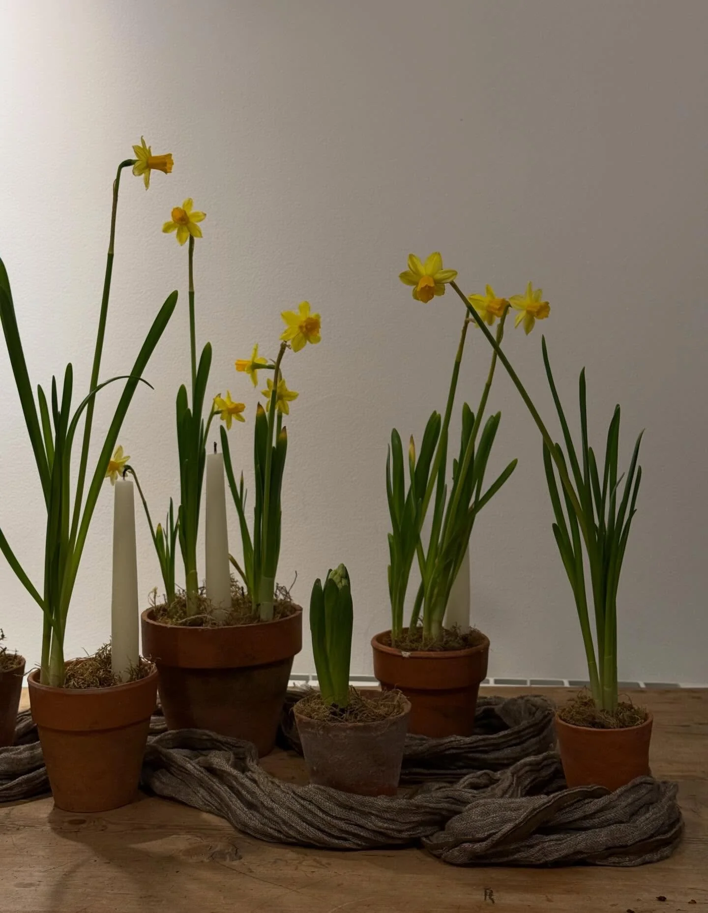 Nothing says spring like&hellip; 

My tablescape bursting into bloom, fresh baking wafting through the air, and enjoying fun biscuits with friends! 

Thanks for all the love on my spring bulb tablescape! With the warmth of the kitchen they&rsquo;ve b