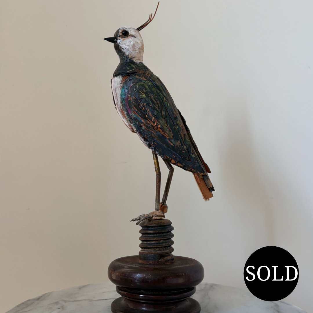 Northern Lapwing