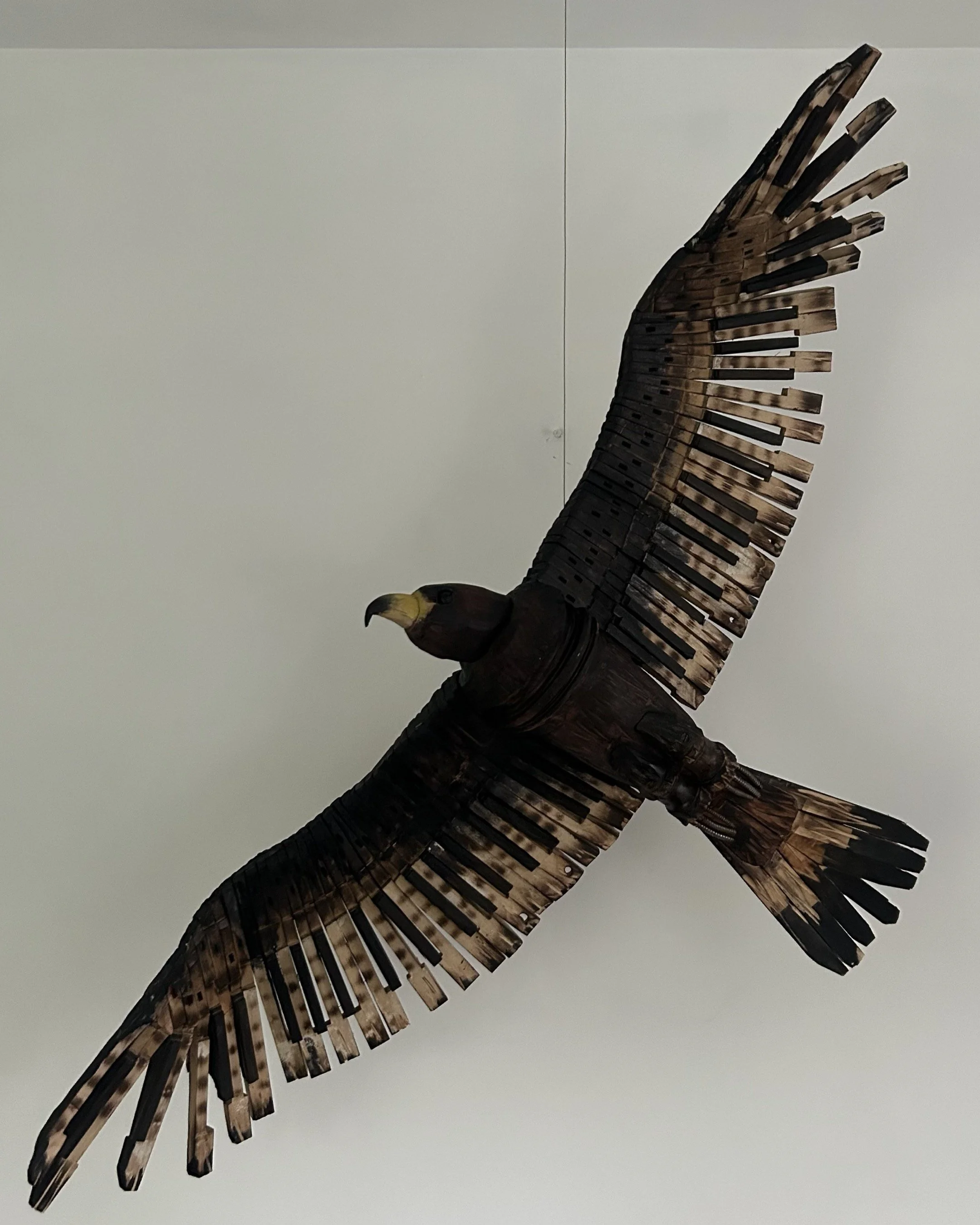 black eagle full 3.JPG