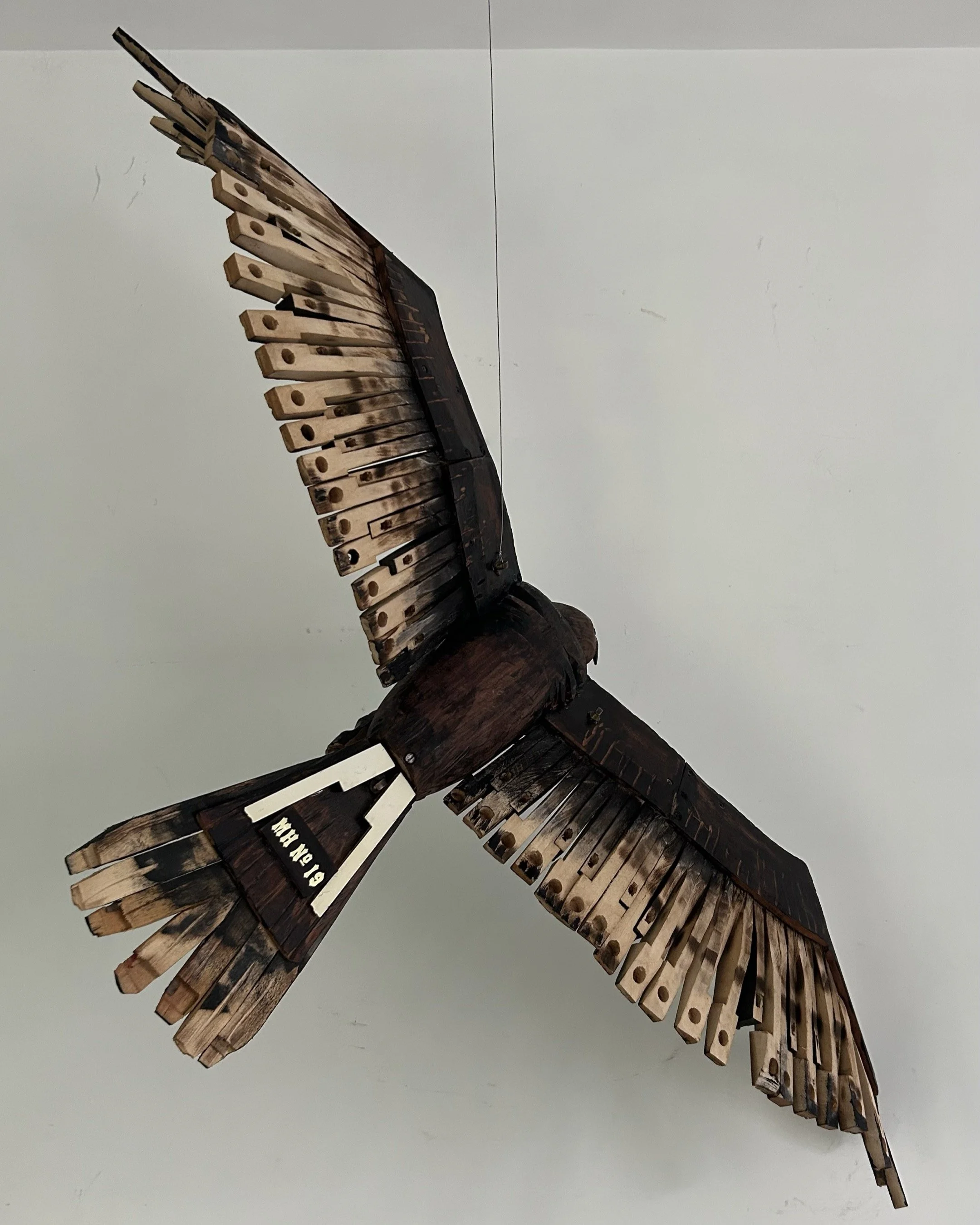 black eagle back 2.JPG