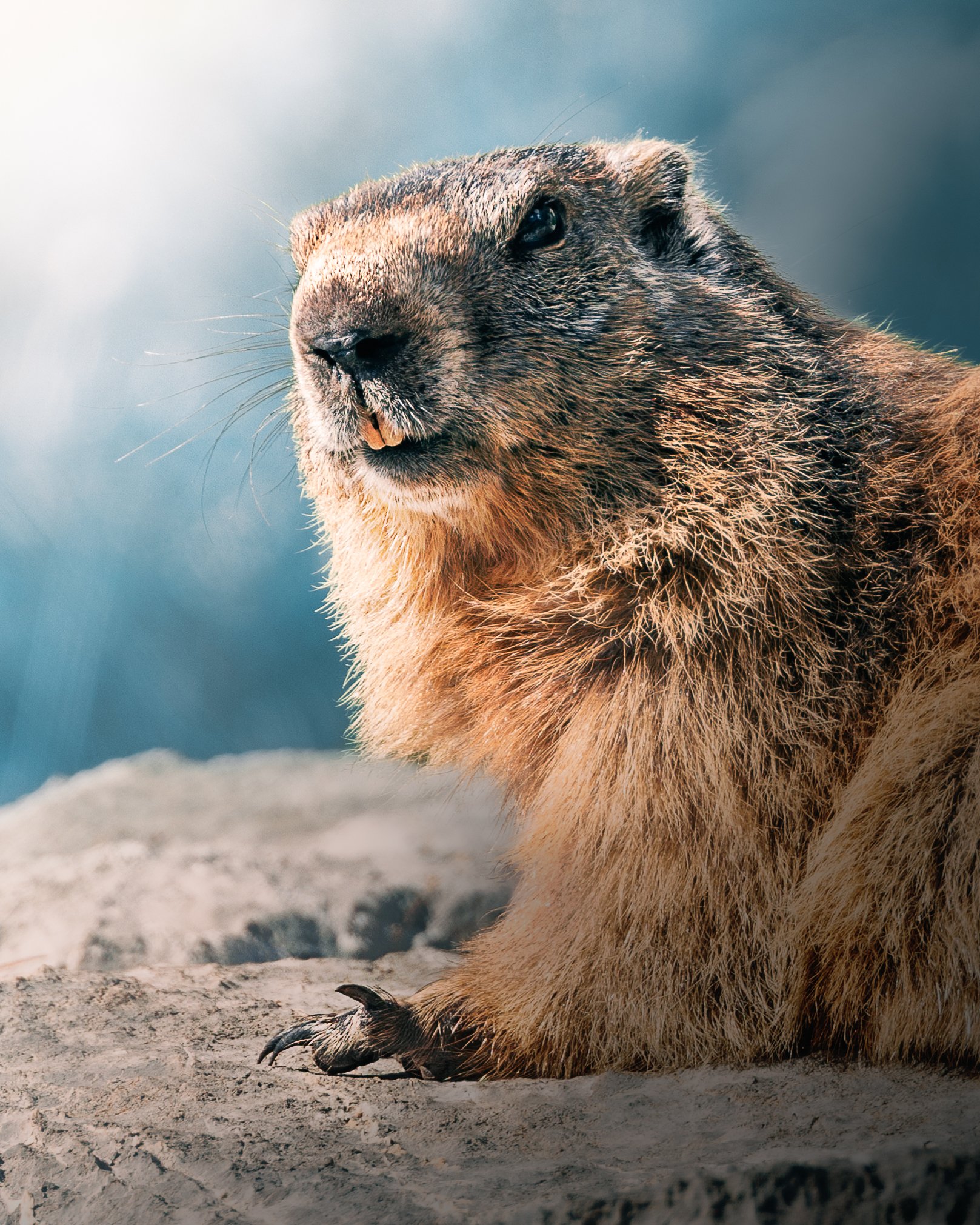Marmot mafia