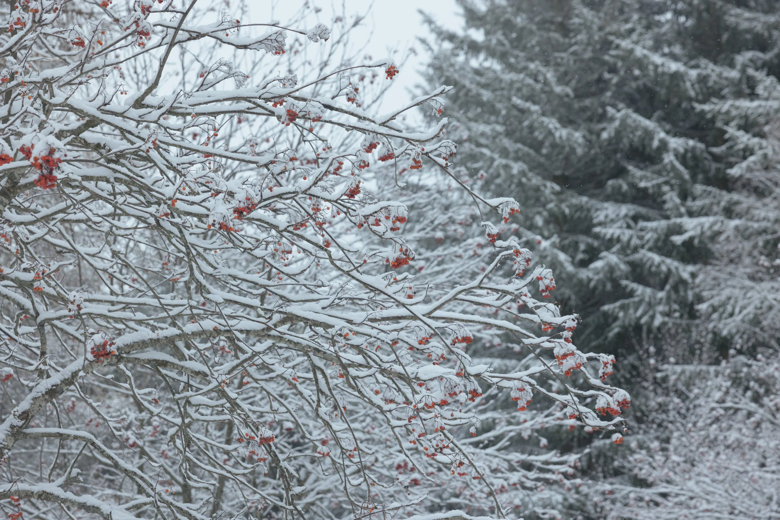 Font Romeu 2026-78.jpg