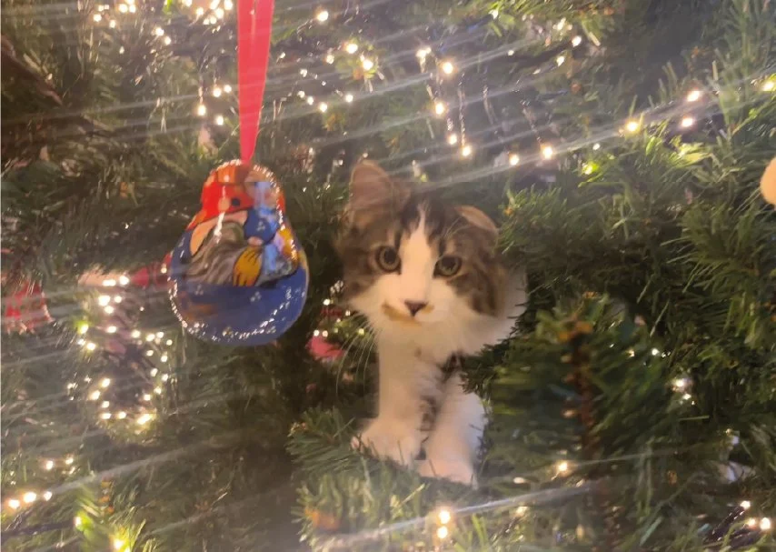 Katten en Kerst
