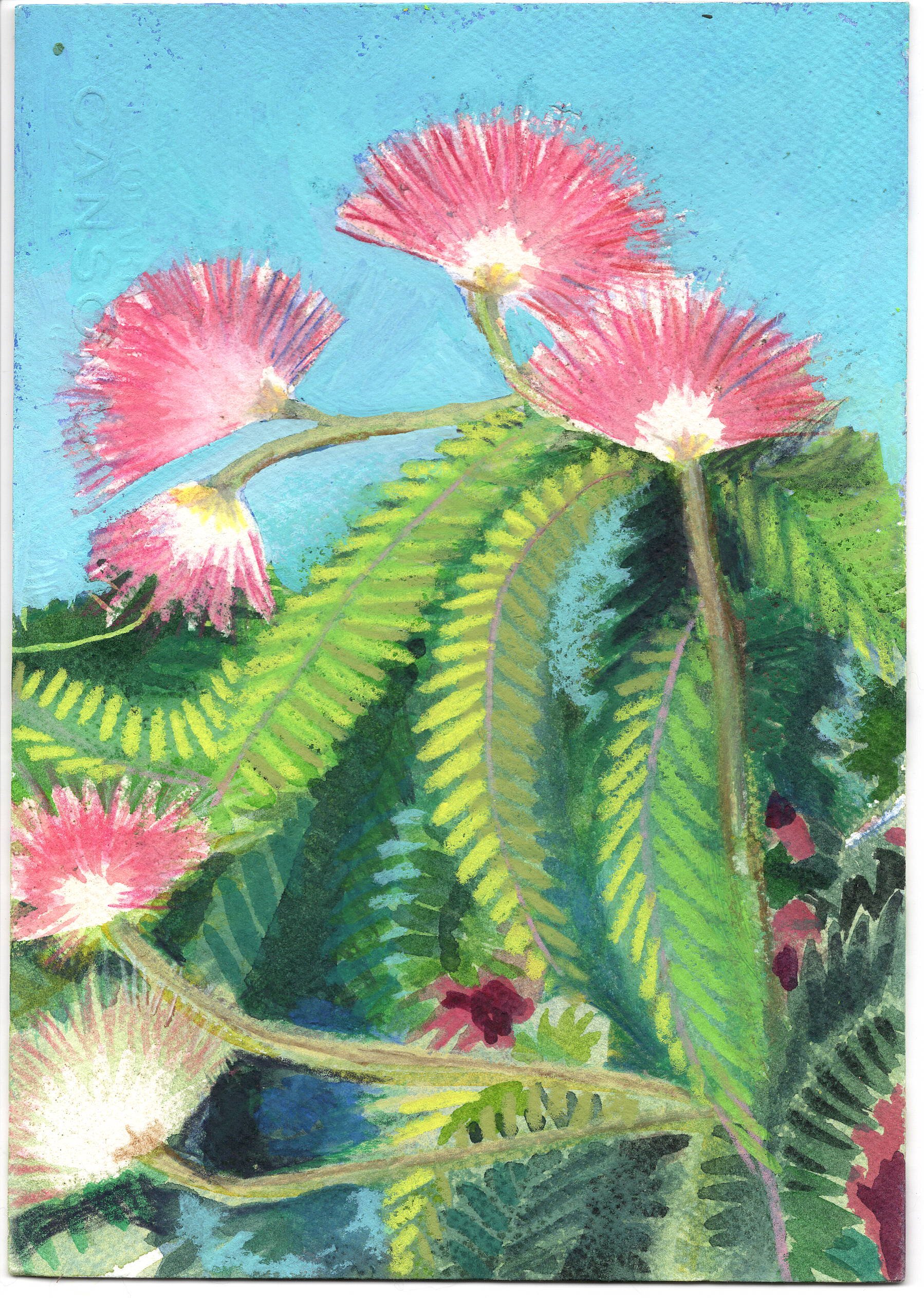 Persian Silk Tree