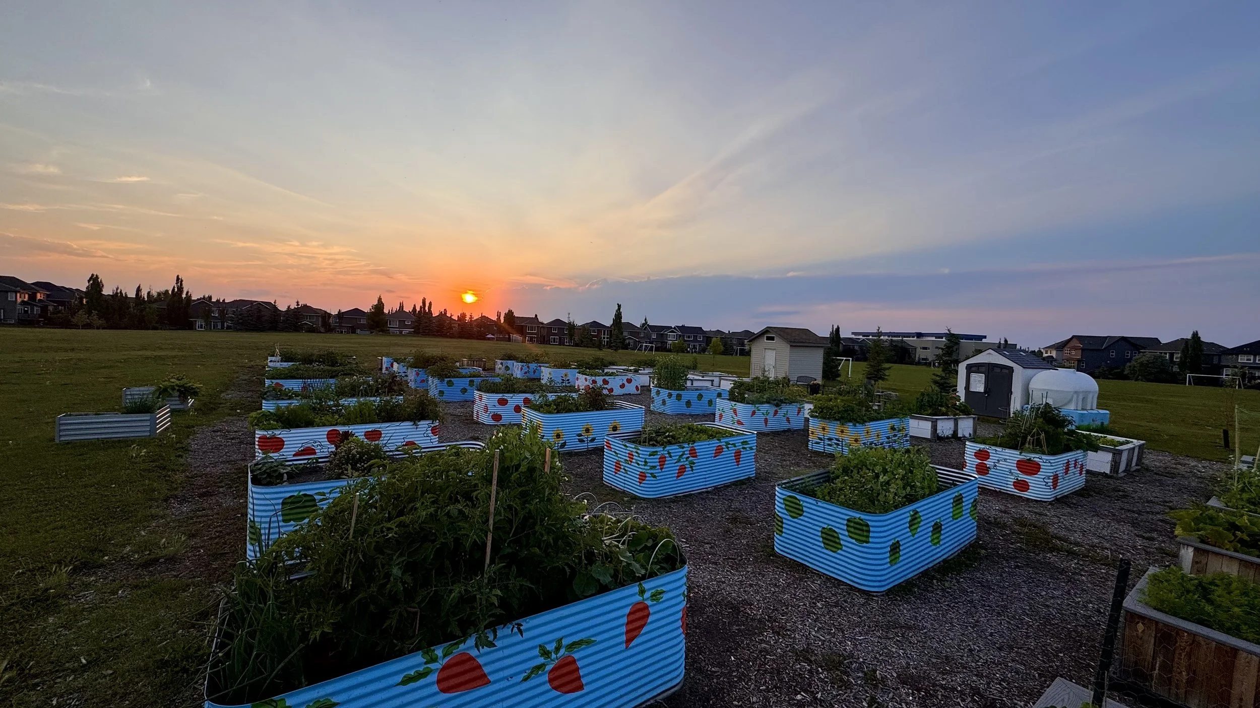 The garden at sunset