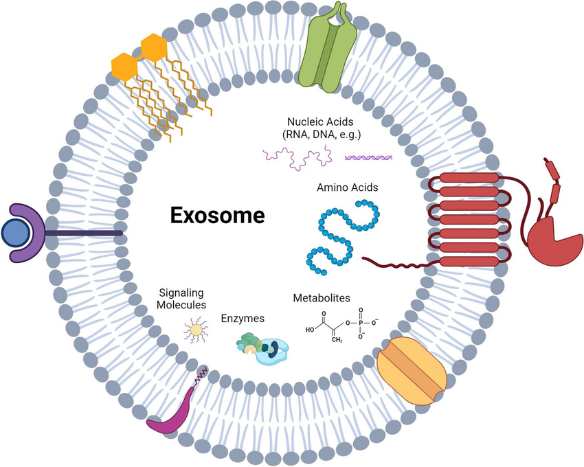 Exosomes: What They Are, How They Work, and What We Still Don’t Know. Separating science from hype in regenerative aesthetics